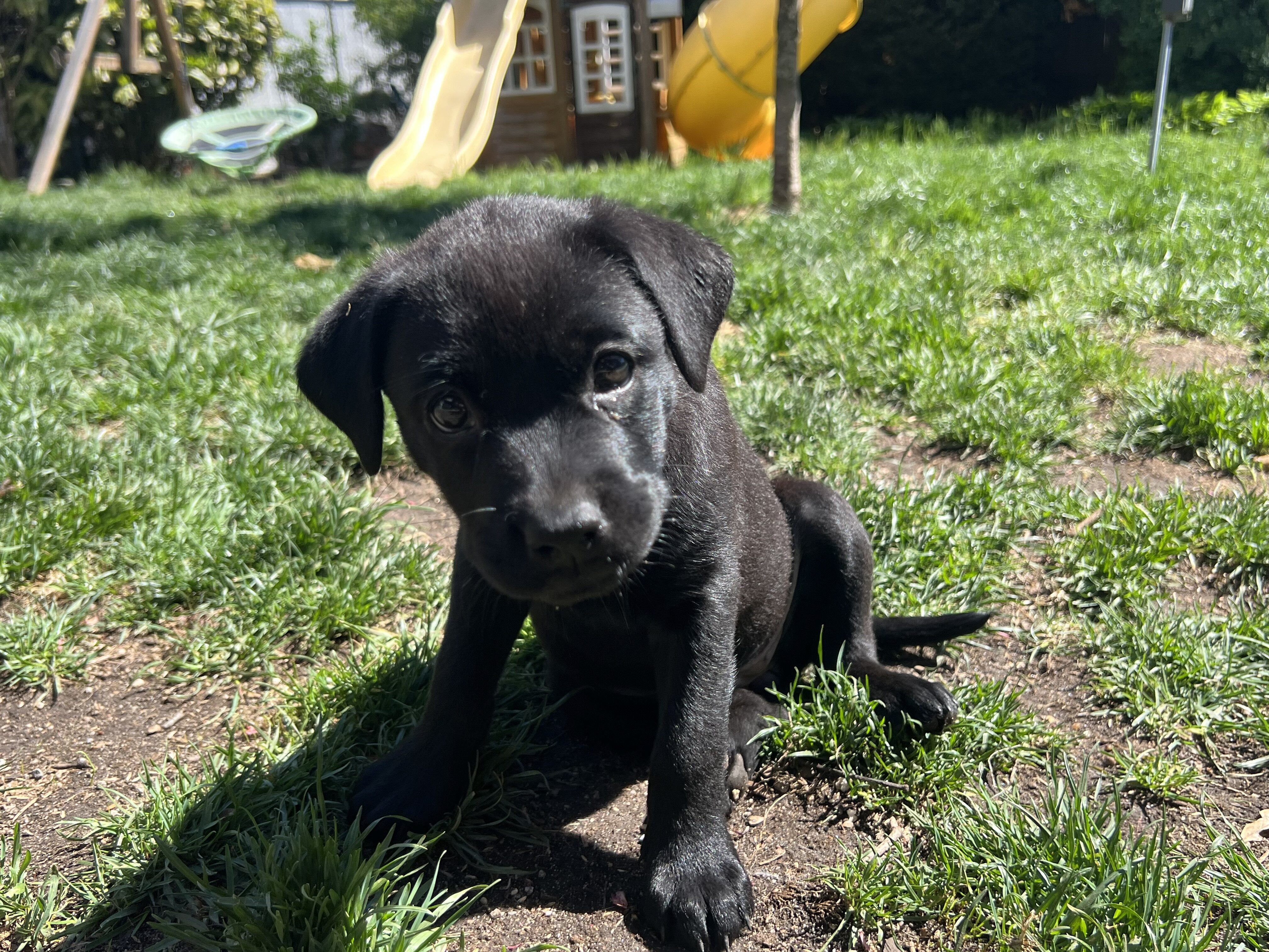Lab mix puppies image 2