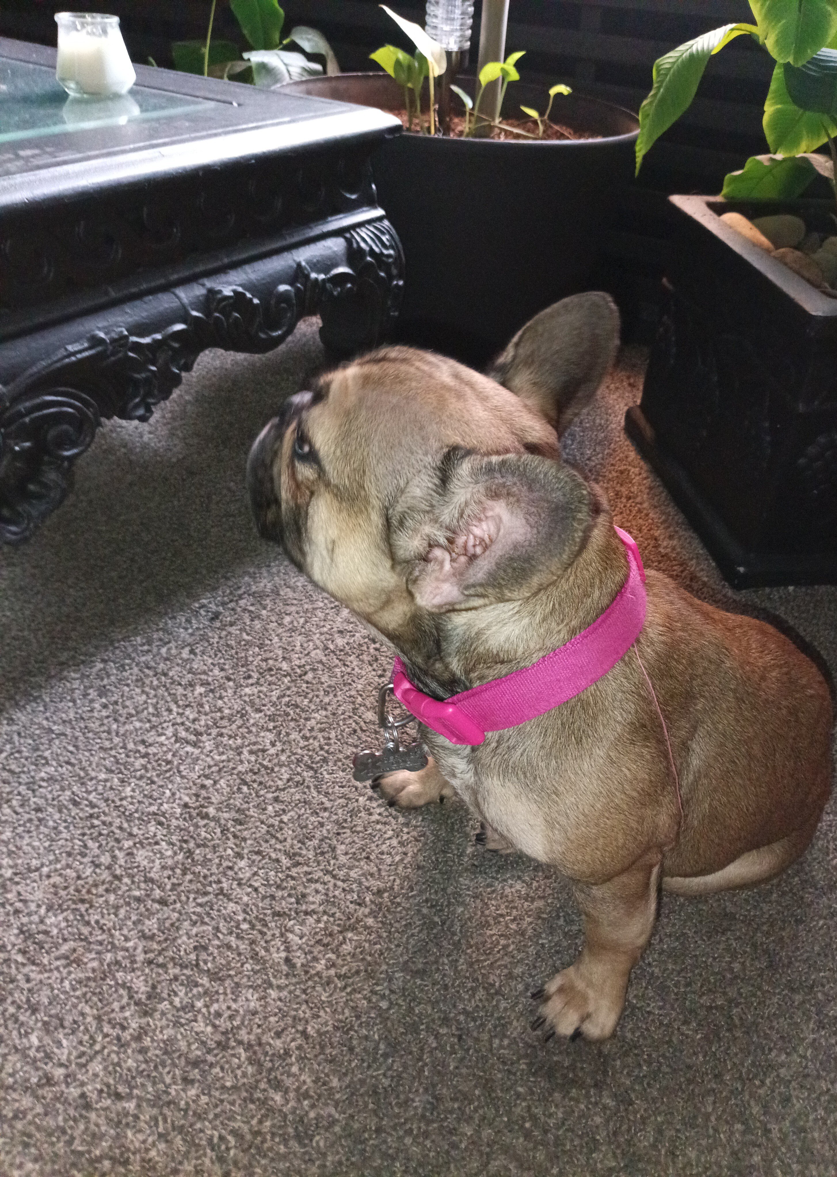 Frenchie female image 1