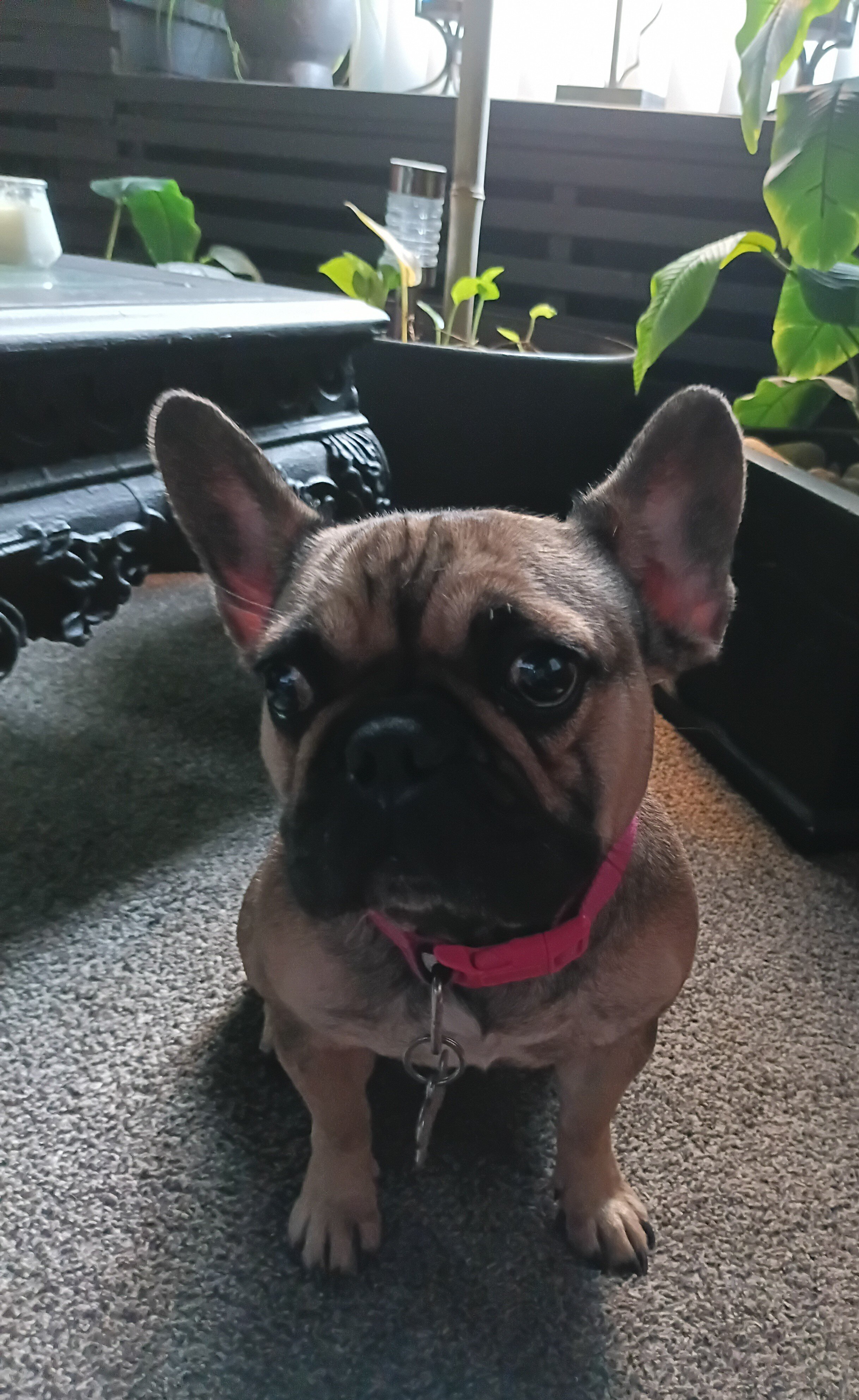 Frenchie female image 2