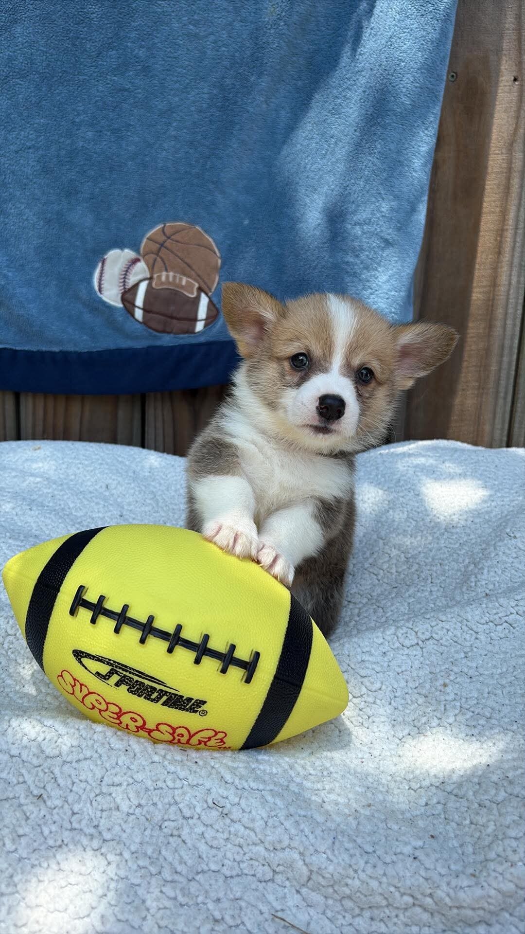 Pembroke Welsh Corgi Puppies image 2
