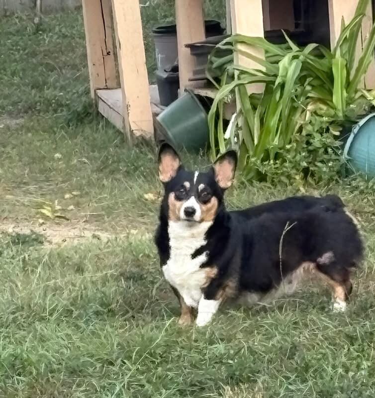 Pembroke Welsh Corgi Puppies image 4