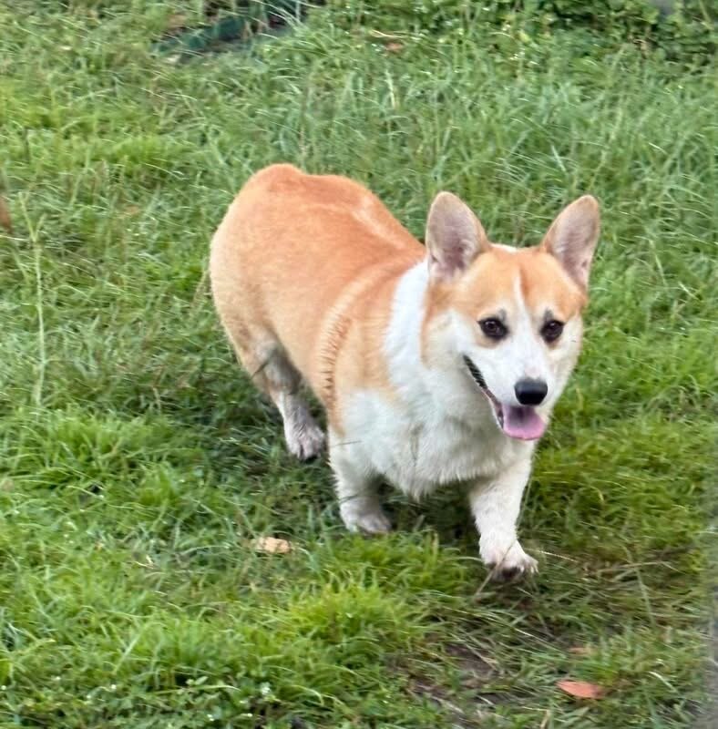 Pembroke Welsh Corgi Puppies image 3
