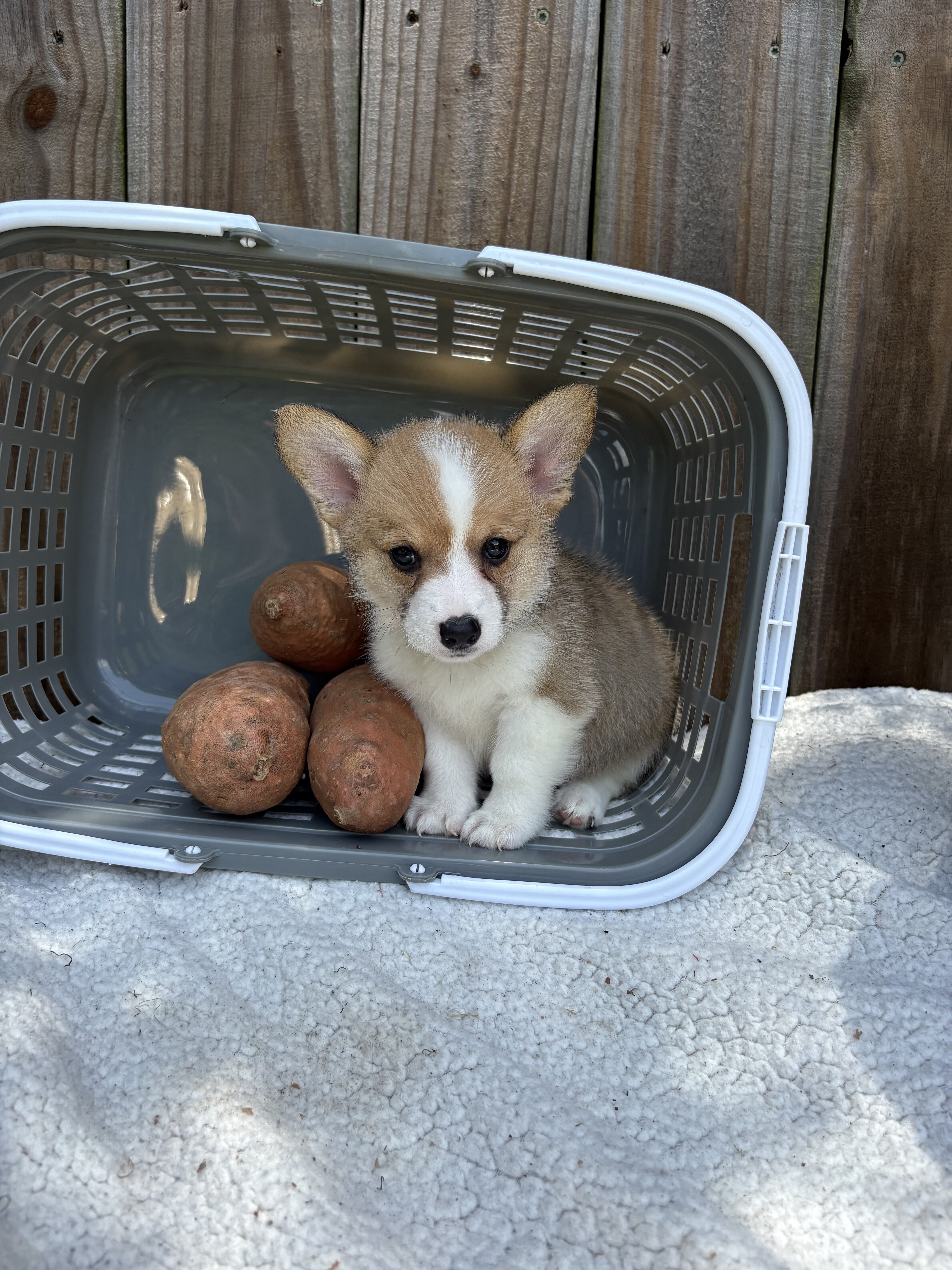 Pembroke Welsh Corgi Puppies image 1