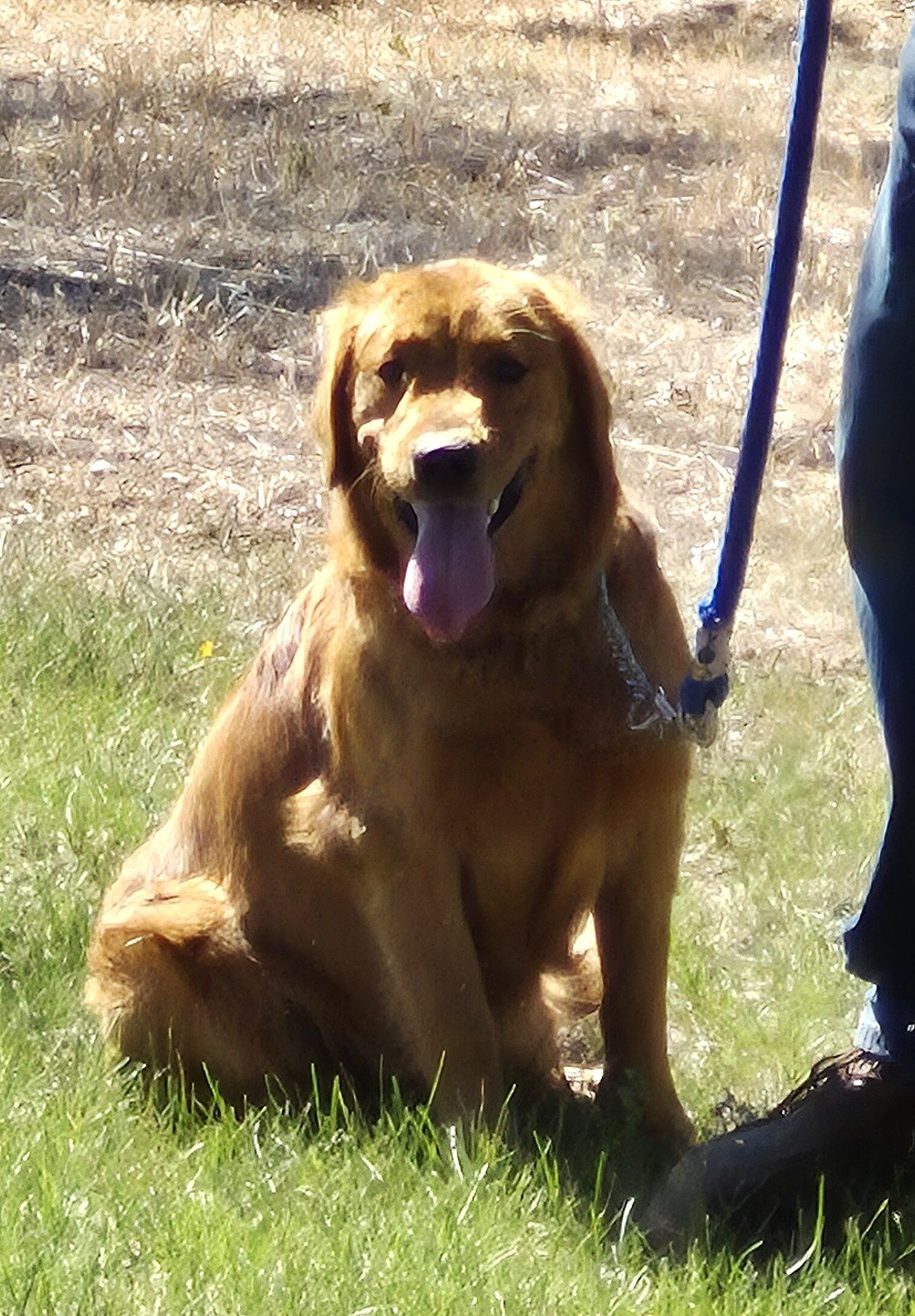 PUREBRED AKC REGISTERED GOLDEN RETRIEVER PUPS image 2