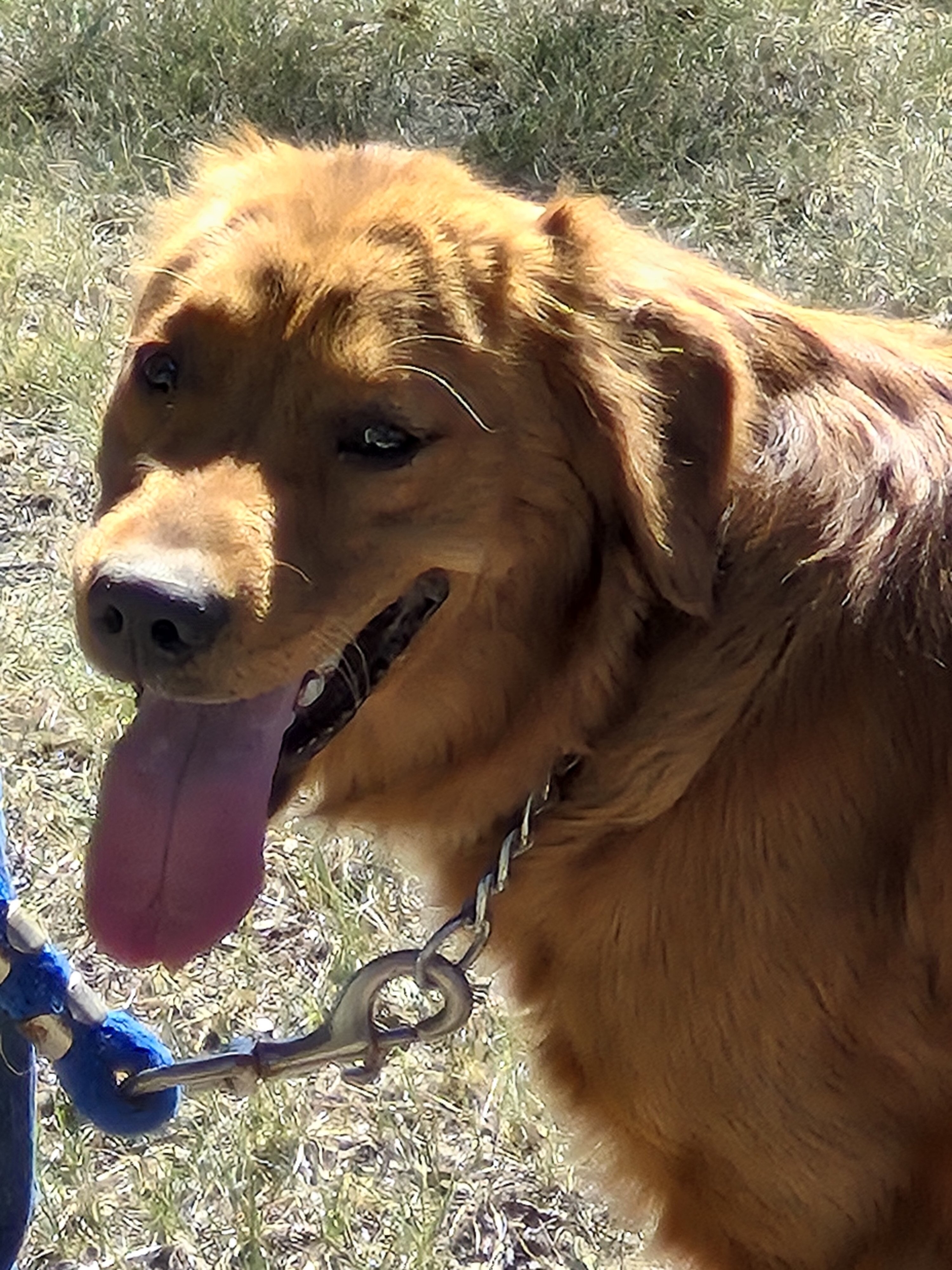 PUREBRED AKC REGISTERED GOLDEN RETRIEVER PUPS image 1