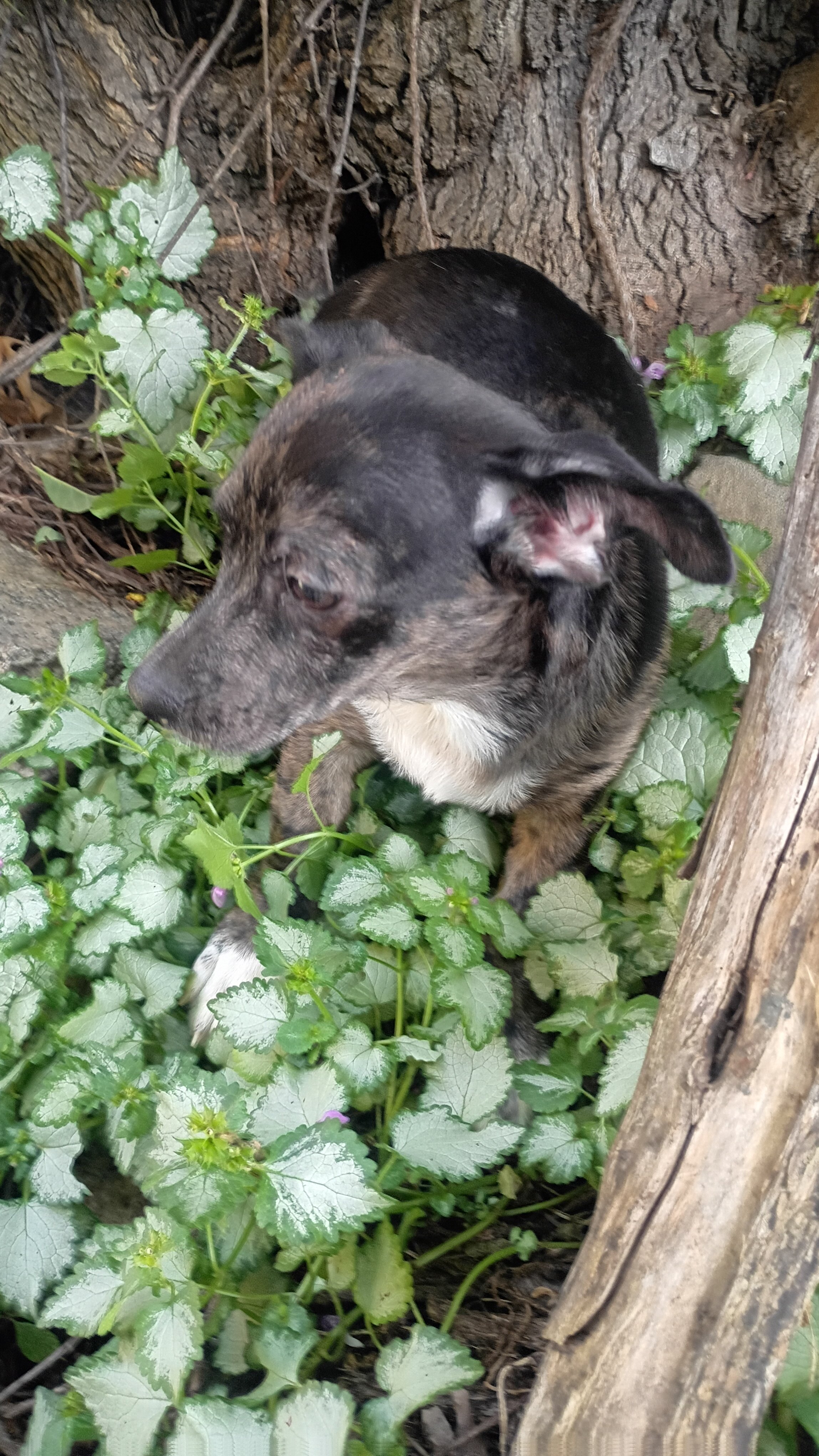 Male stubby leg Chihuahua Mix Pup - JJ image 5