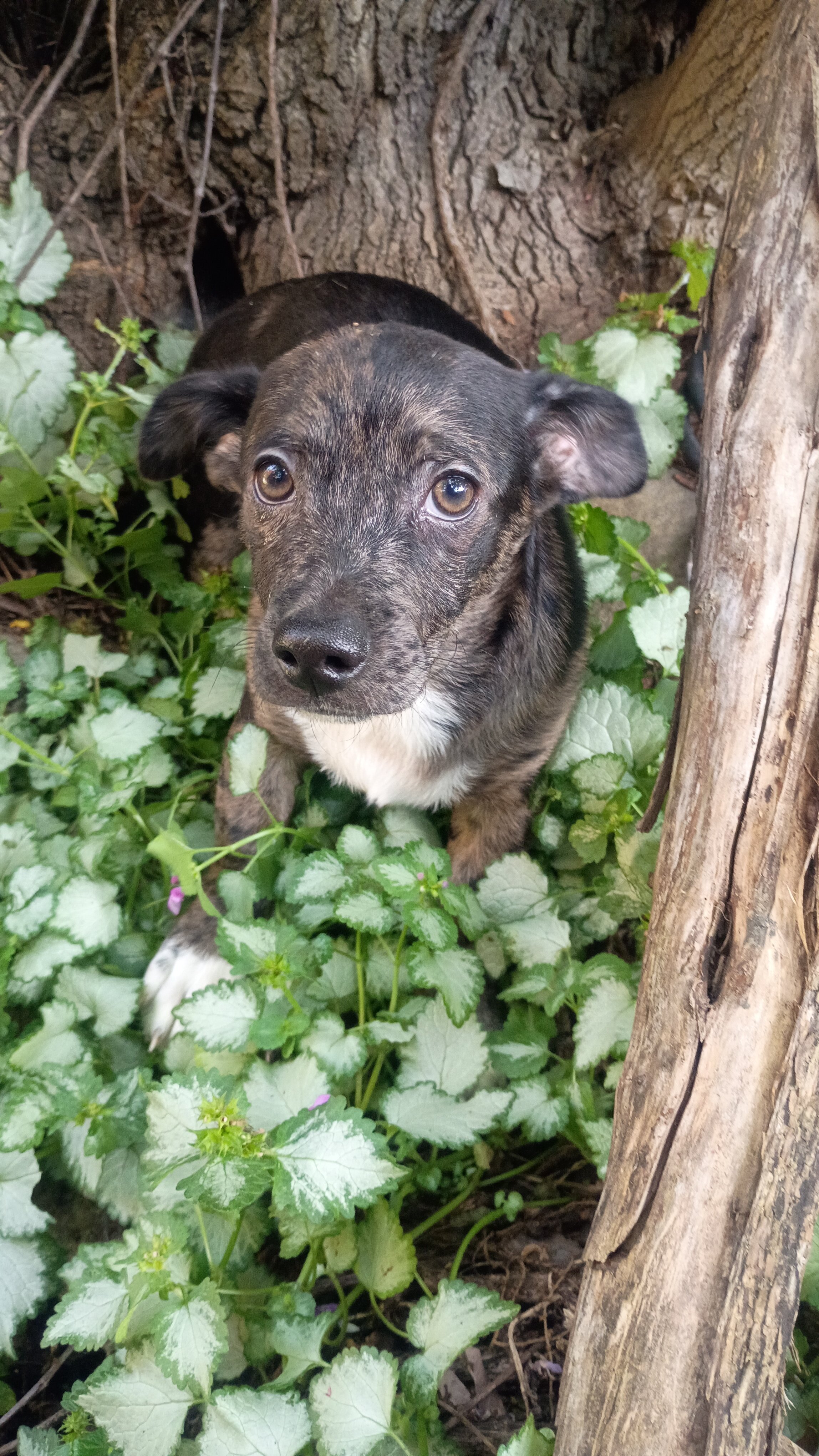 Male stubby leg Chihuahua Mix Pup - JJ image 1