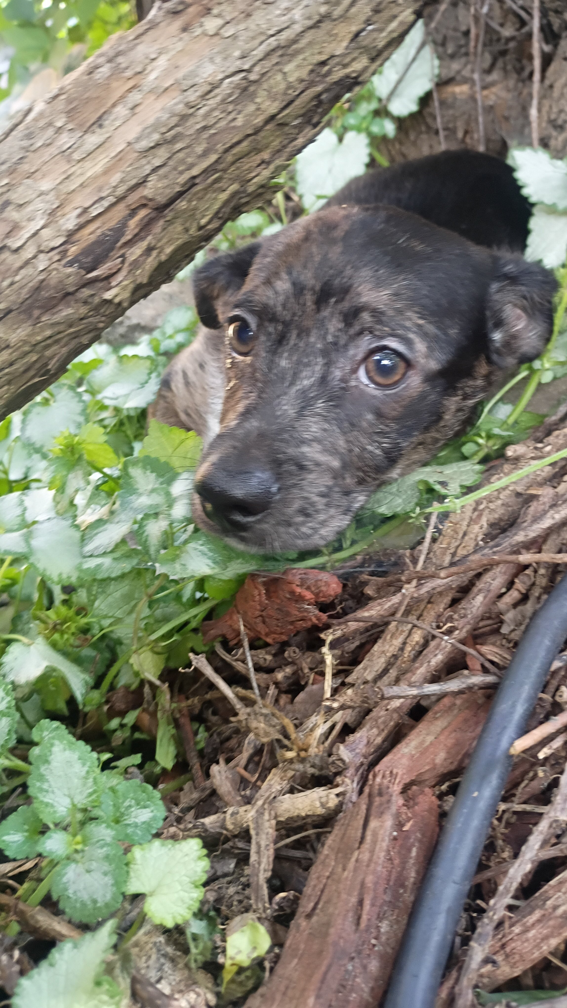 Male stubby leg Chihuahua Mix Pup - JJ image 3