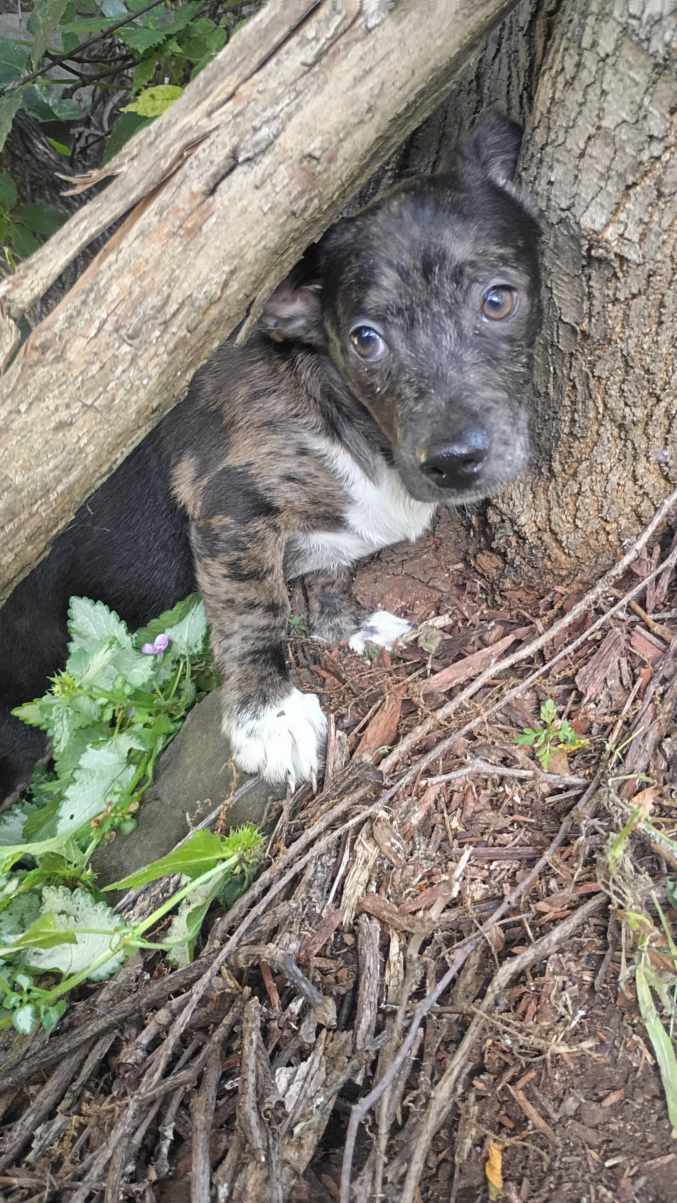 Male stubby leg Chihuahua Mix Pup - JJ image 2