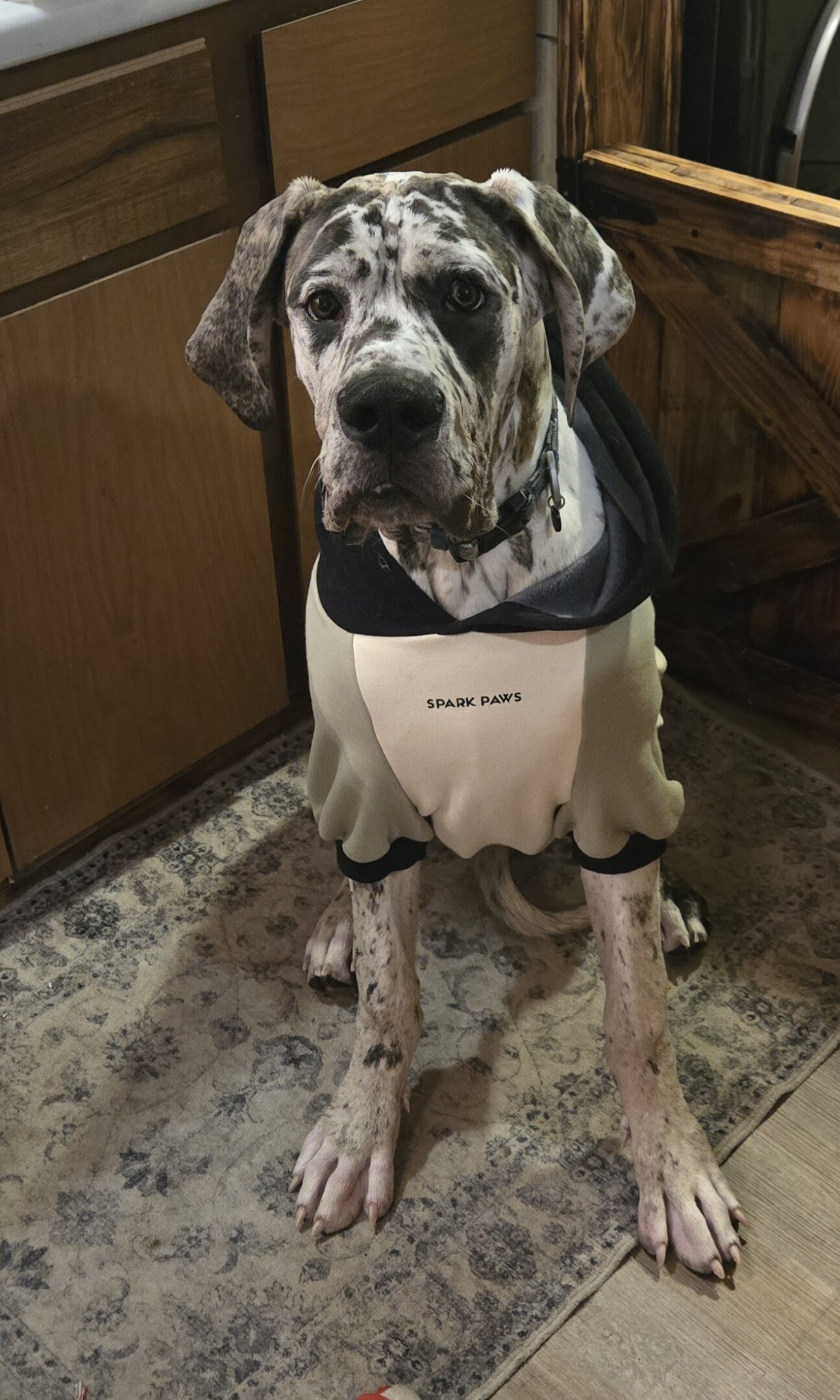 Great Dane image 1