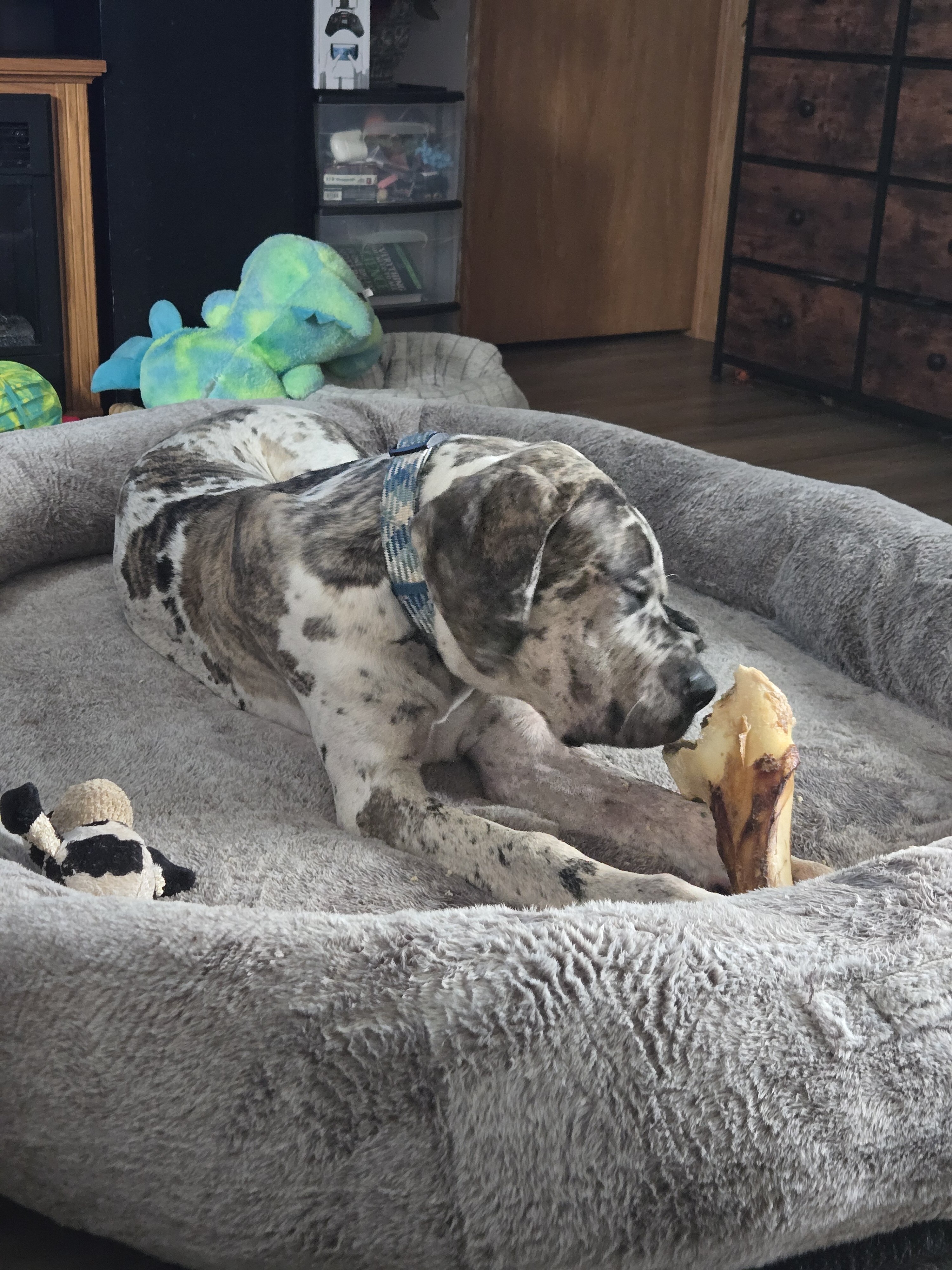 Great Dane image 2