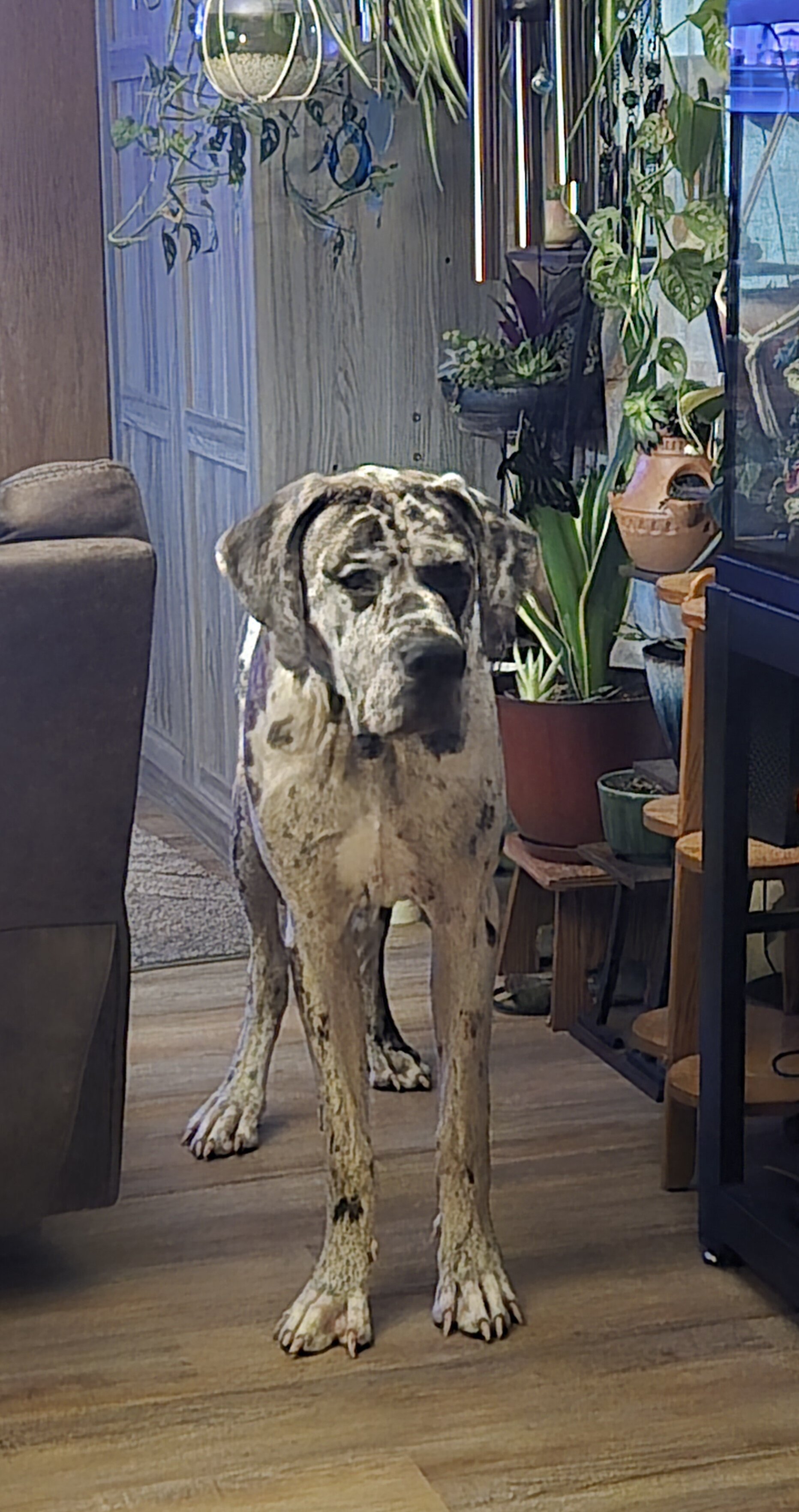Great Dane image 3