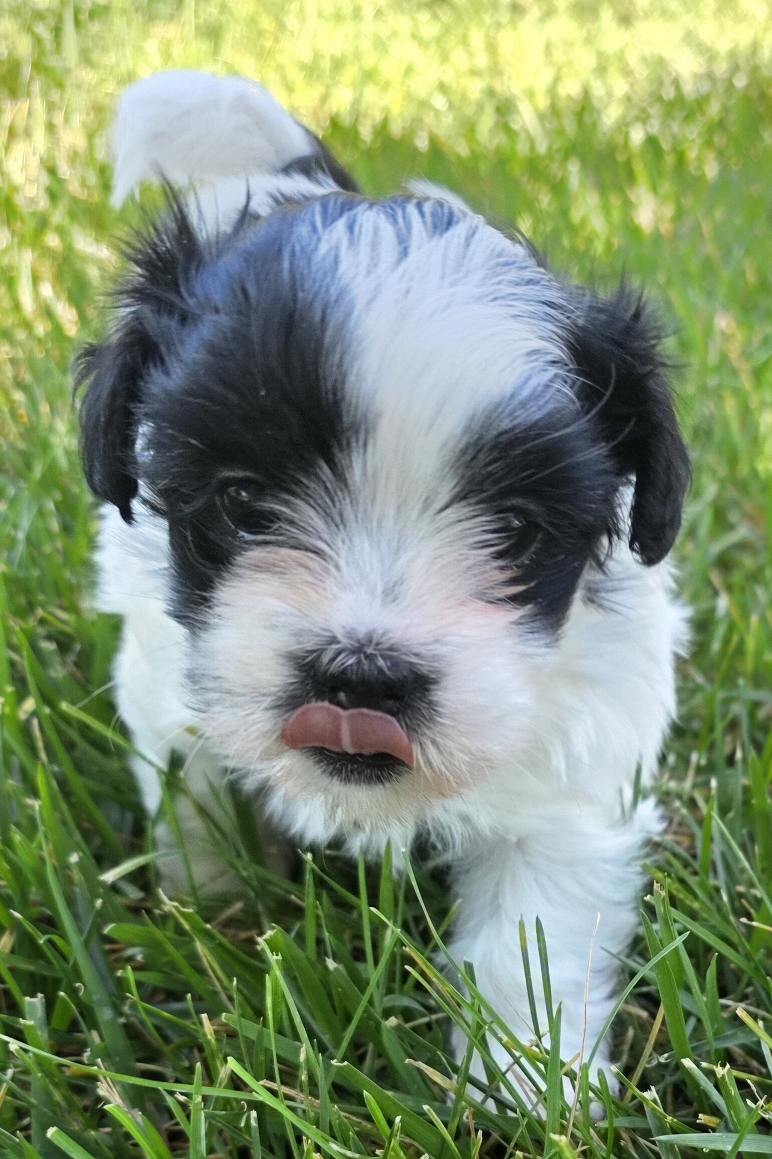 Male Shih Tzu image 9