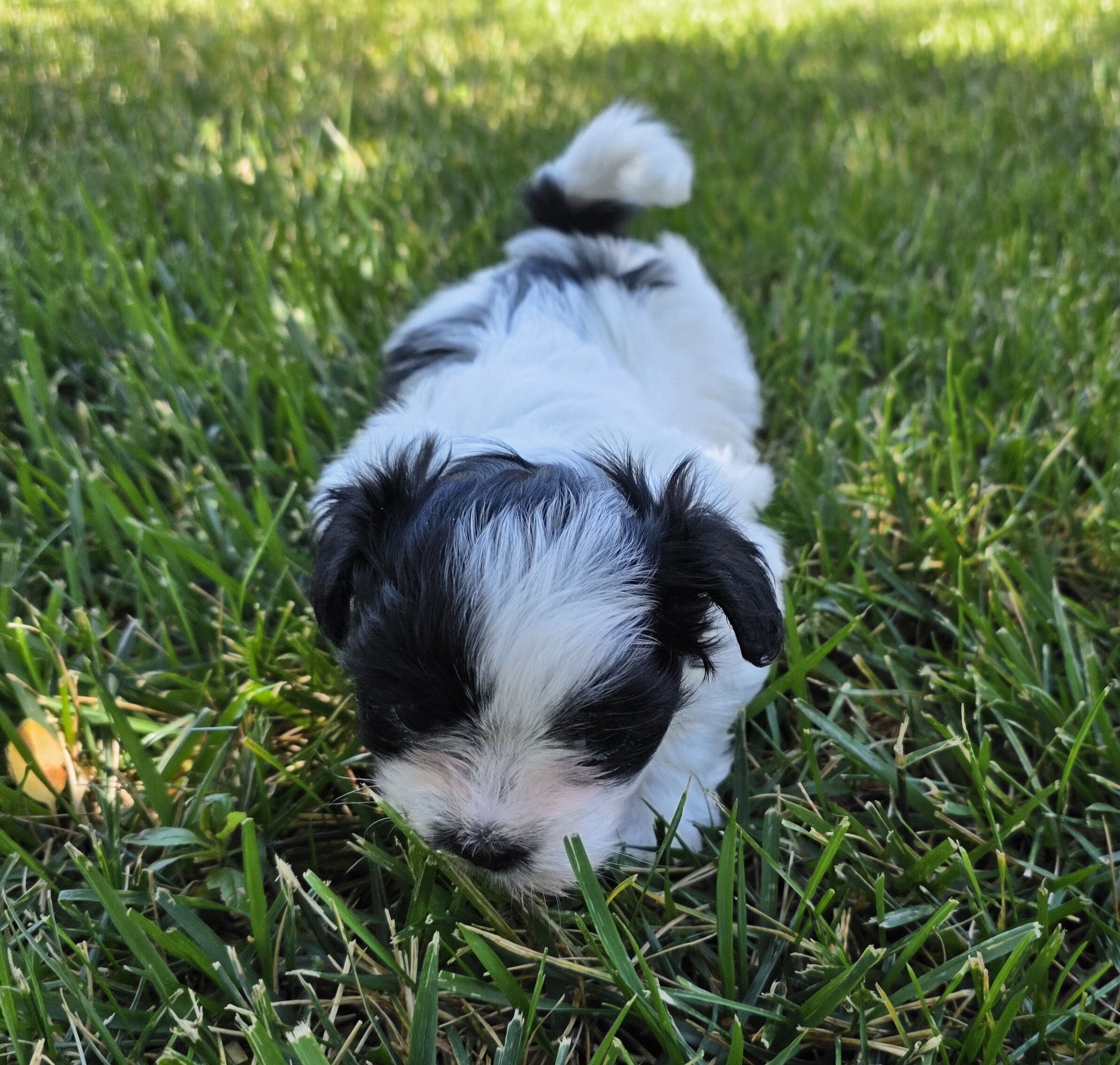 Male Shih Tzu image 10