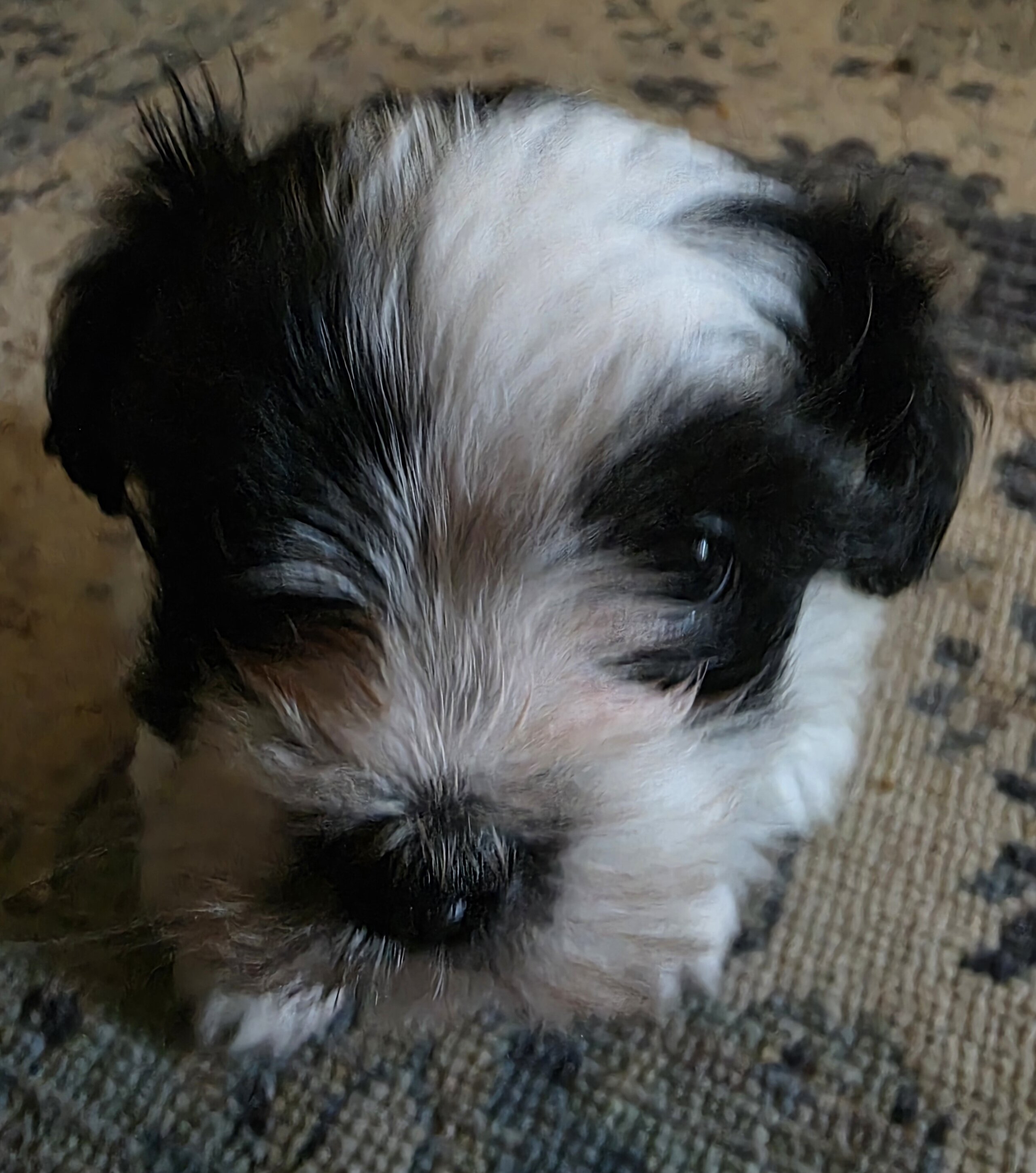 Male Shih Tzu image 5