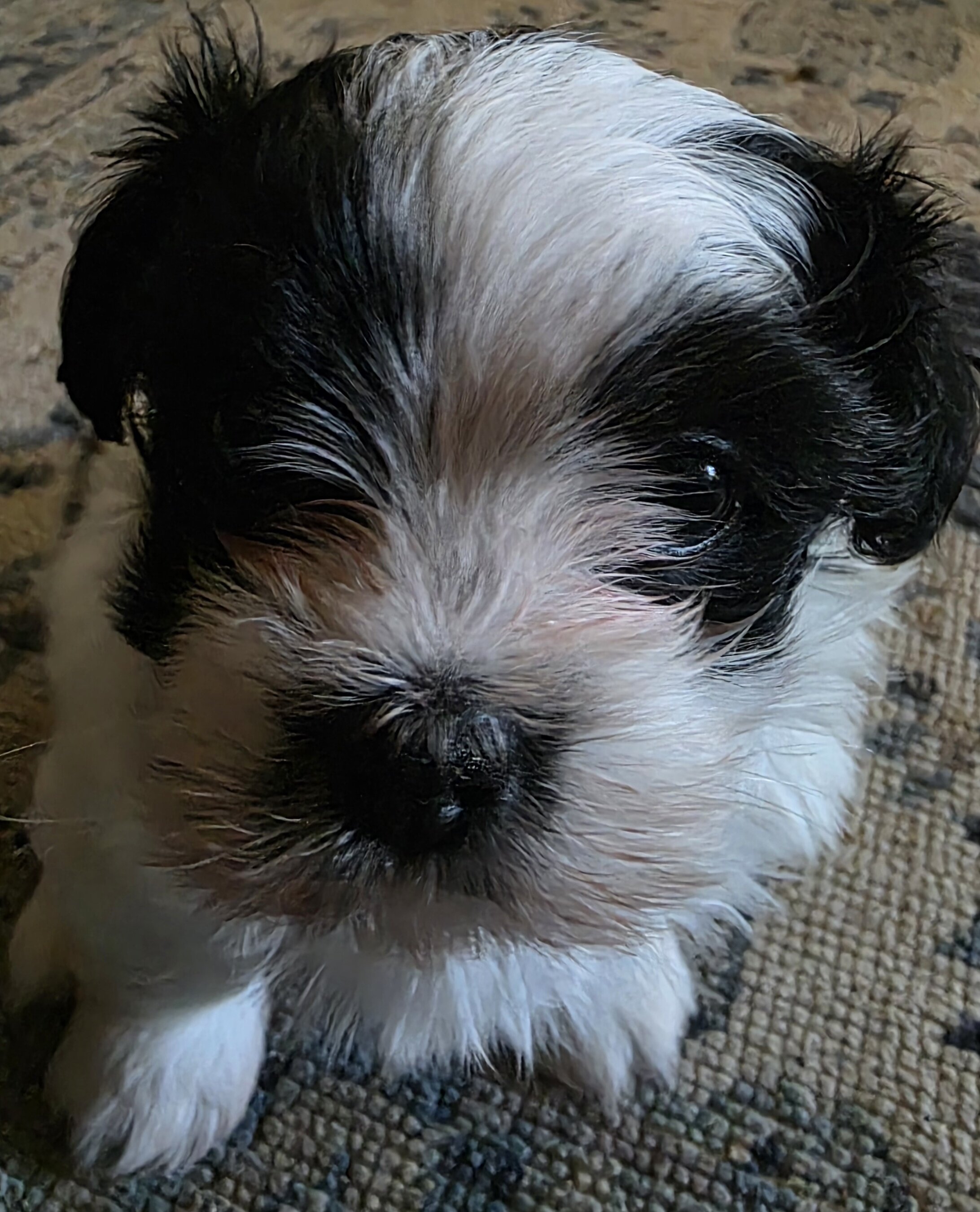 Male Shih Tzu image 7
