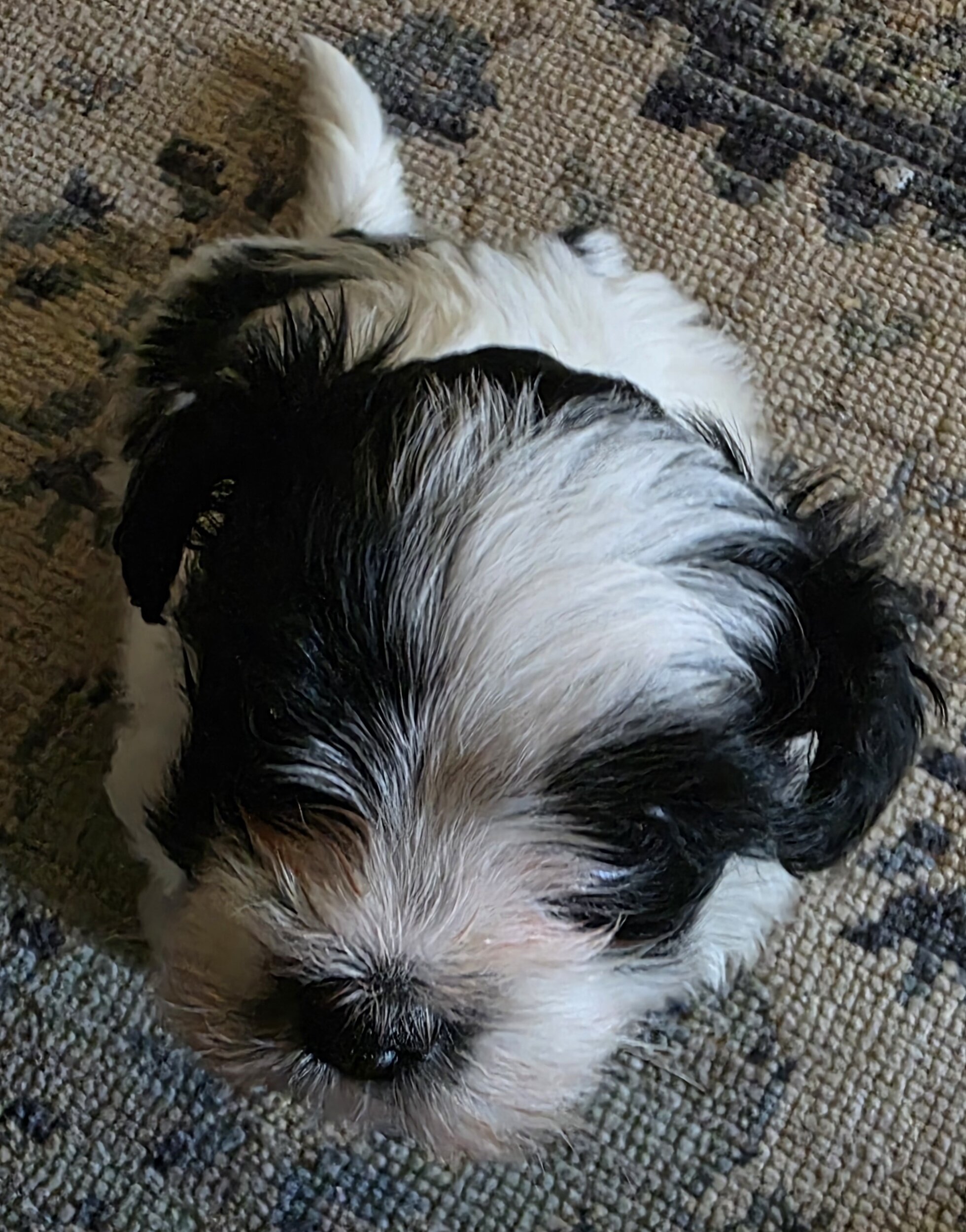 Male Shih Tzu image 8
