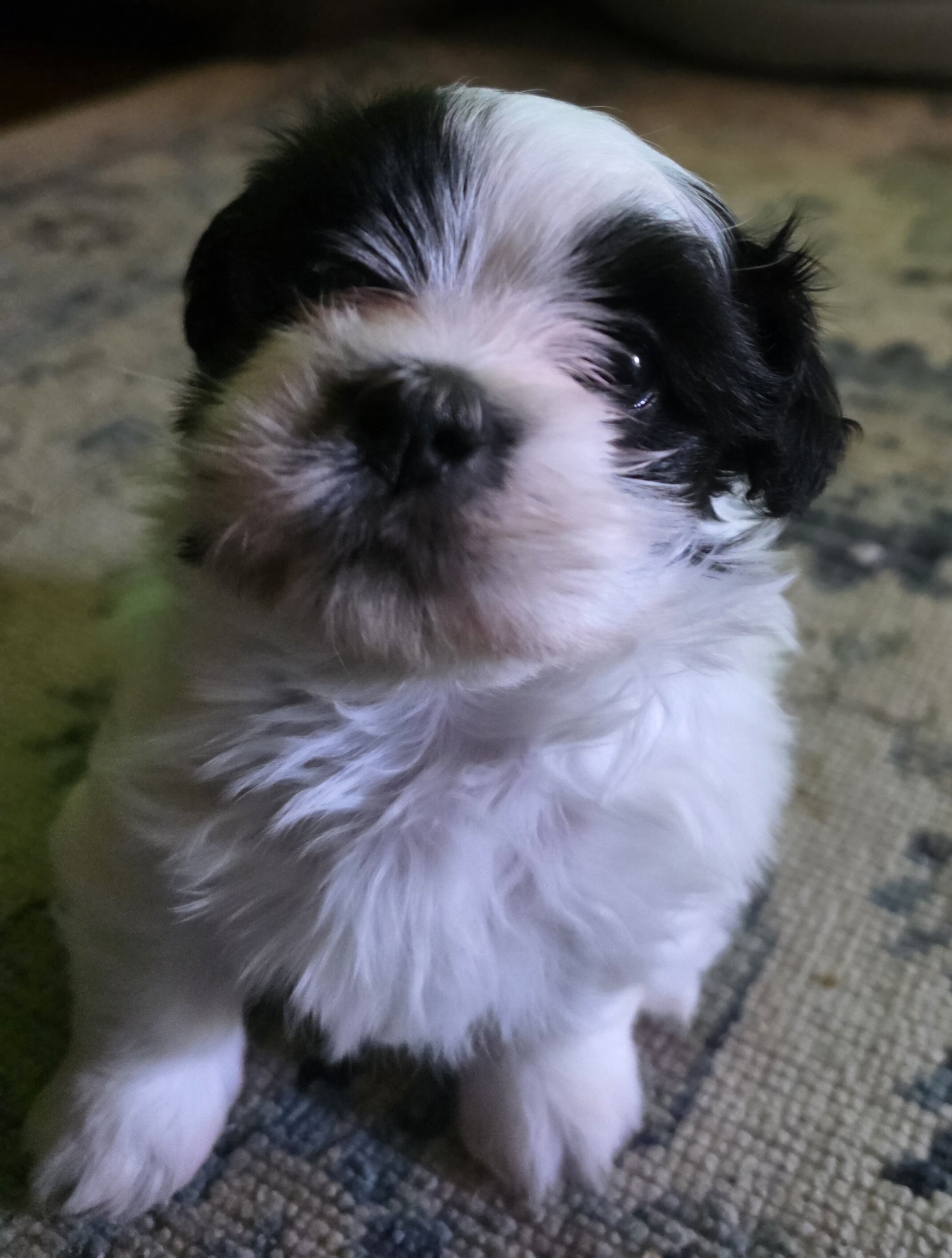 Male Shih Tzu image 6
