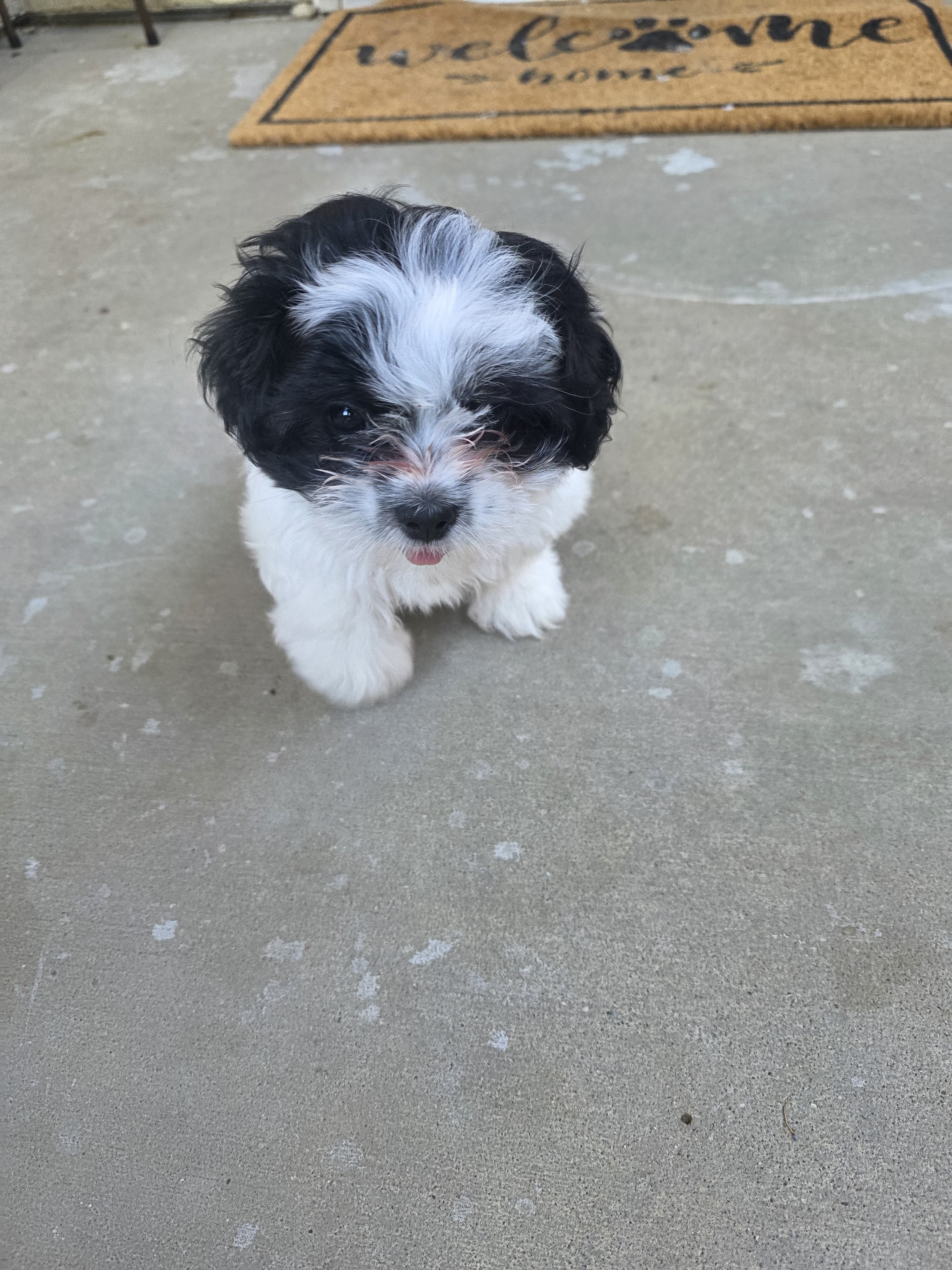 Male Shih Tzu image 4