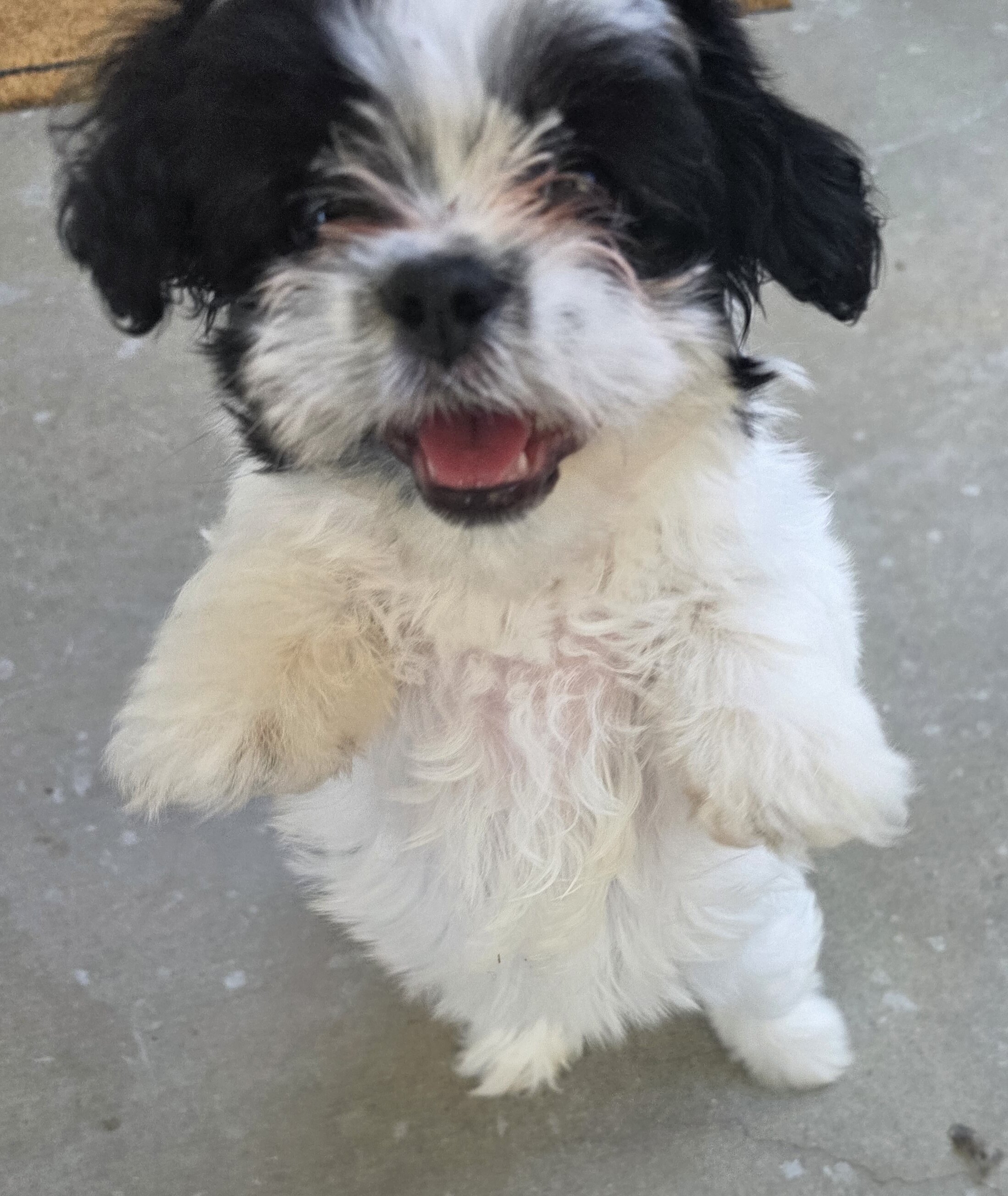 Male Shih Tzu image 3