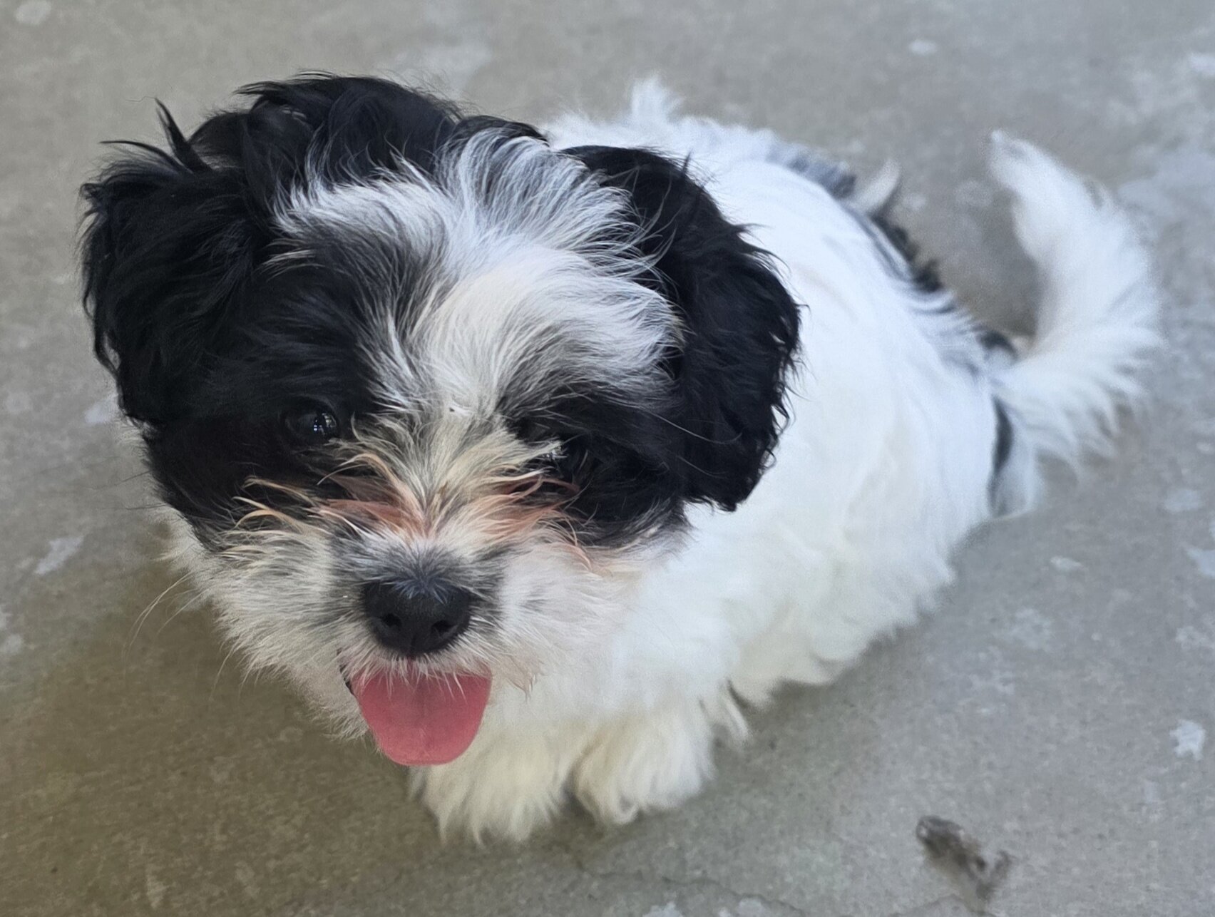 Male Shih Tzu image 1