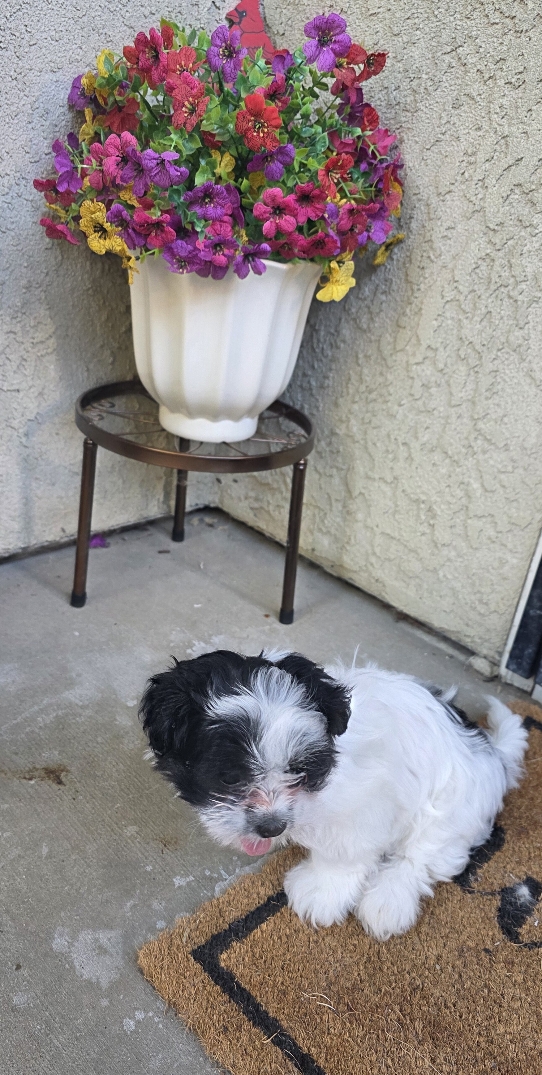 Male Shih Tzu image 2