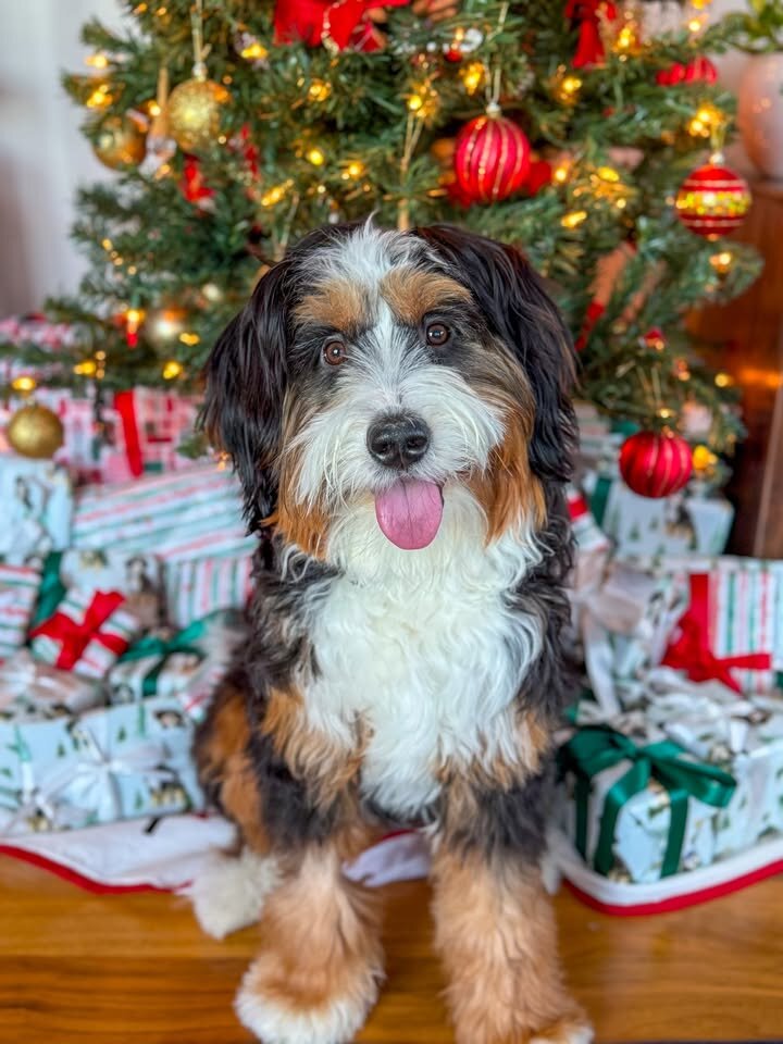 F1b bernedoodle image 1