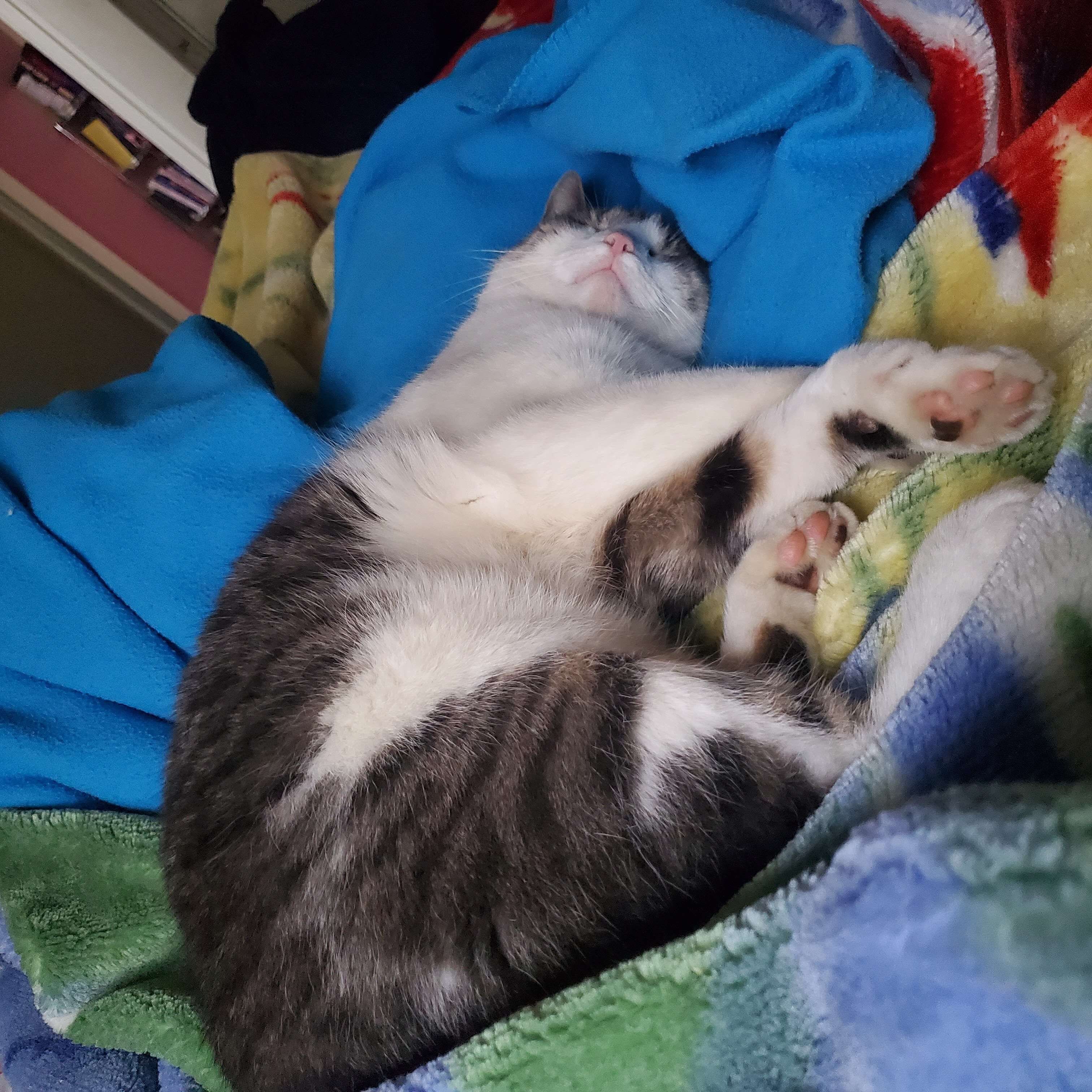 River - Manx/American Shorthair Male, 8 Years image 3