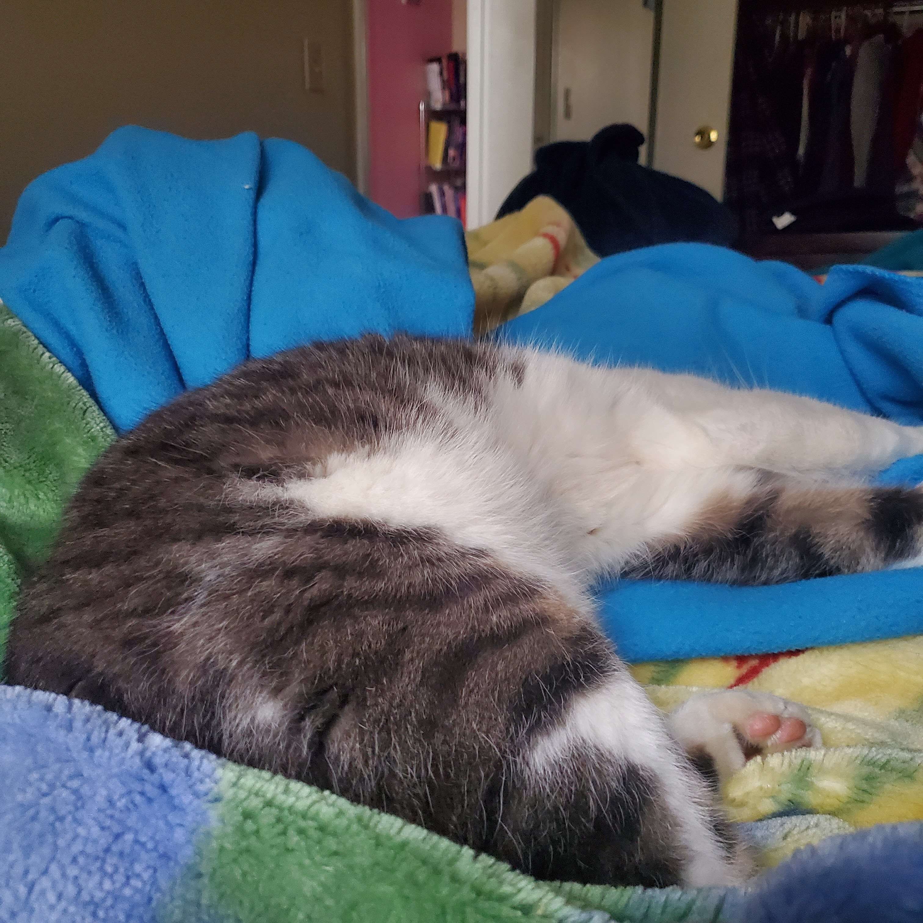 River - Manx/American Shorthair Male, 8 Years image 4