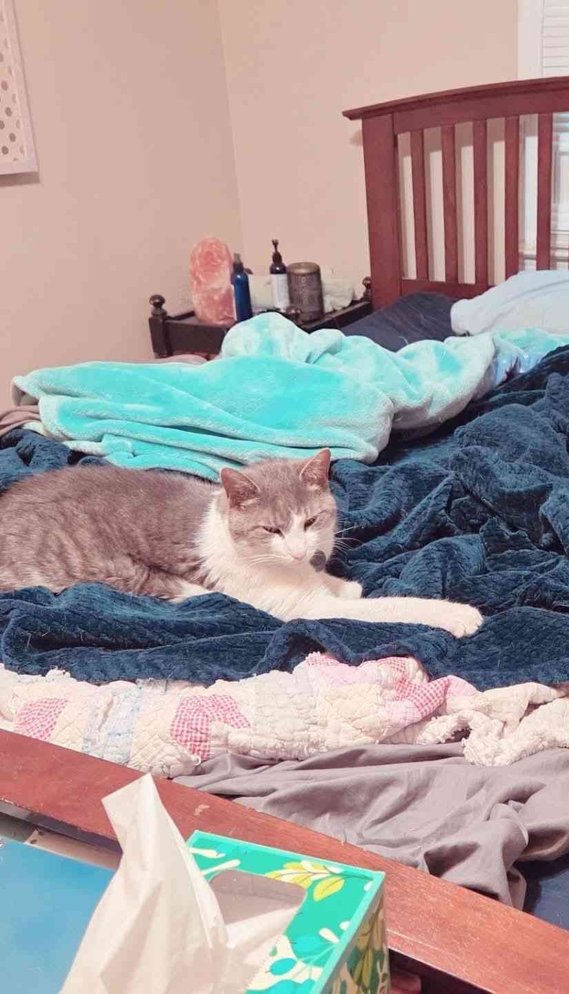 River - Manx/American Shorthair Male, 8 Years image 1