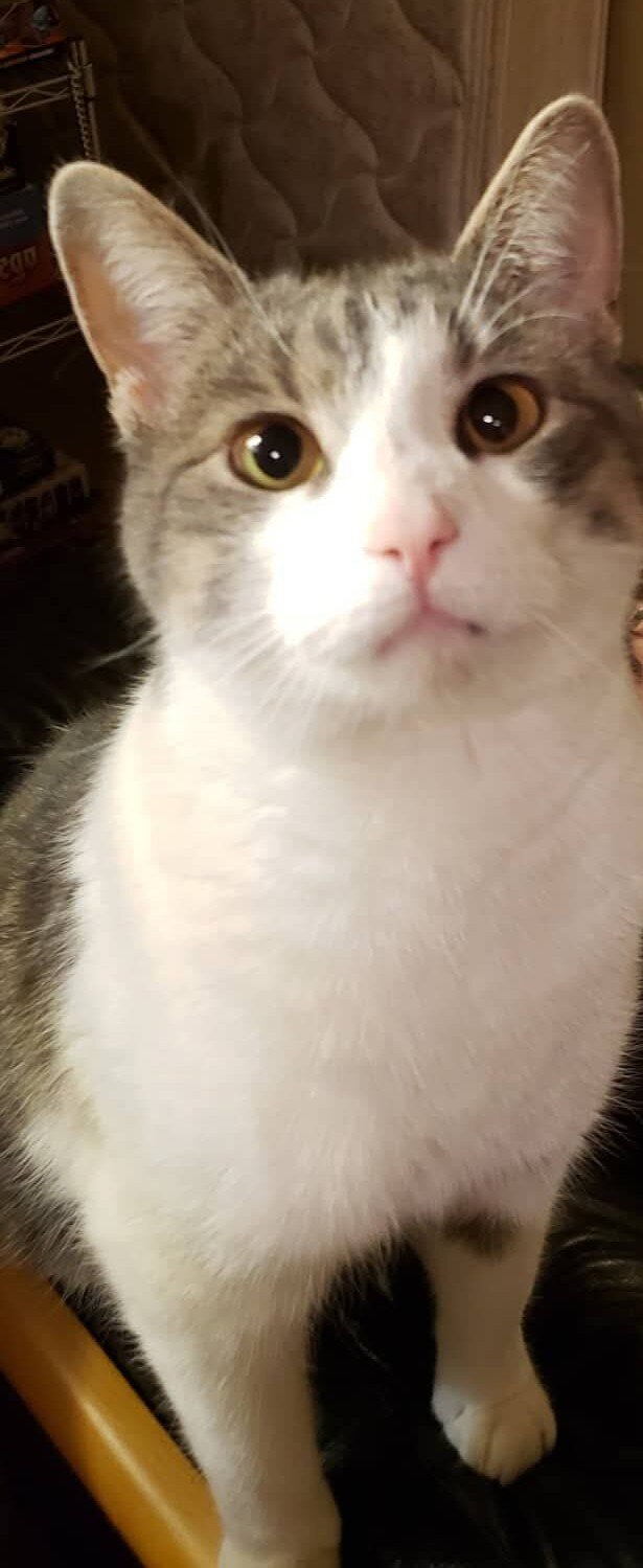 River - Manx/American Shorthair Male, 8 Years image 2