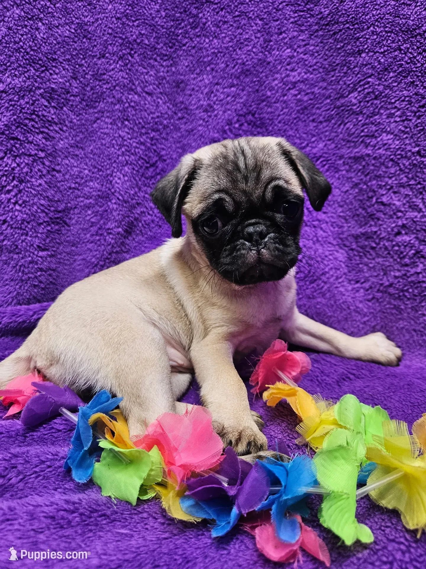 fawn Pug puppy image 5