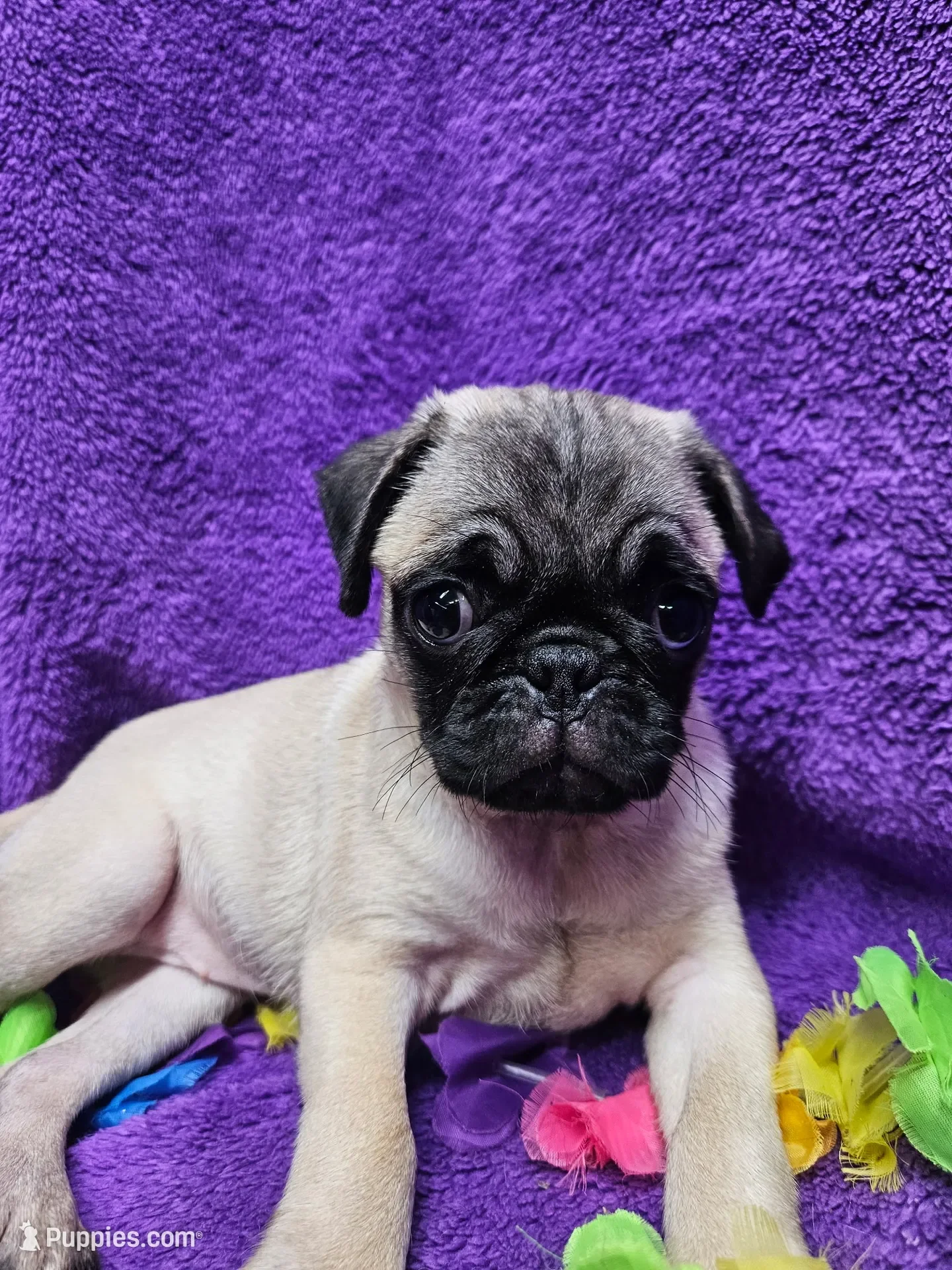 fawn Pug puppy image 1