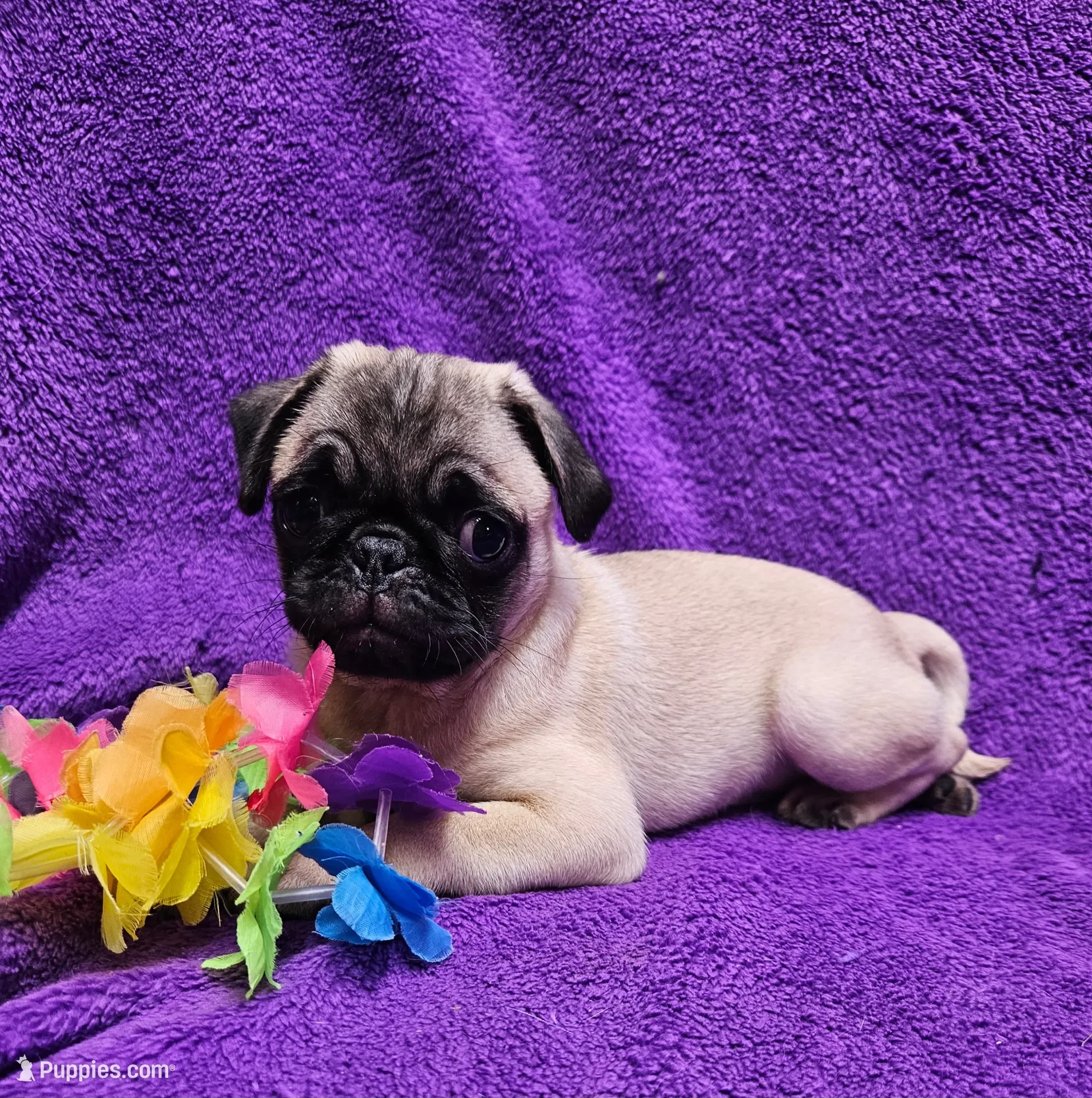 fawn Pug puppy image 2