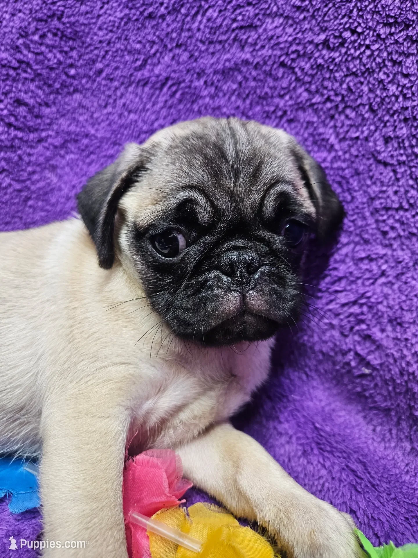 fawn Pug puppy image 3