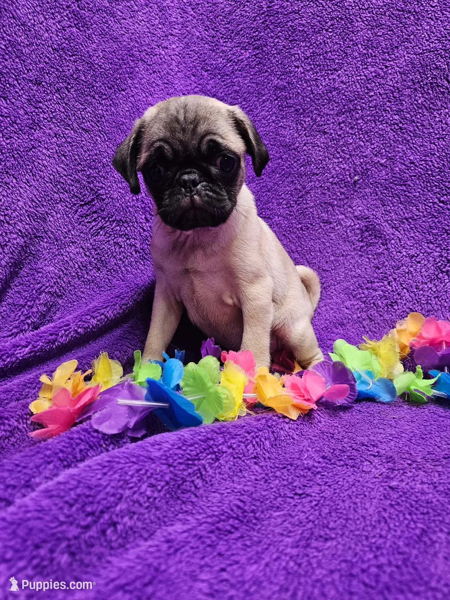 fawn Pug puppy image 4