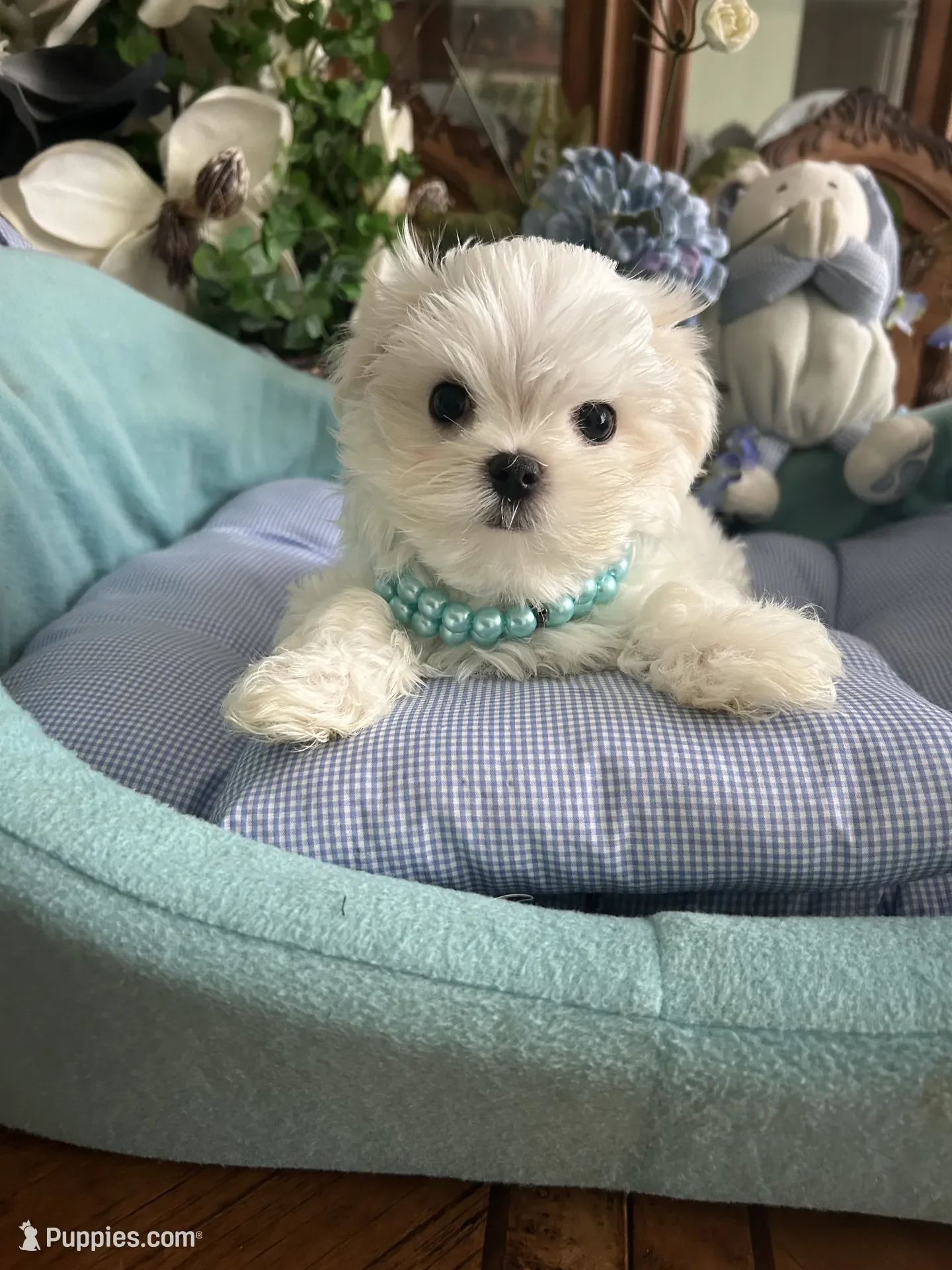 Maltese Puppy image 2