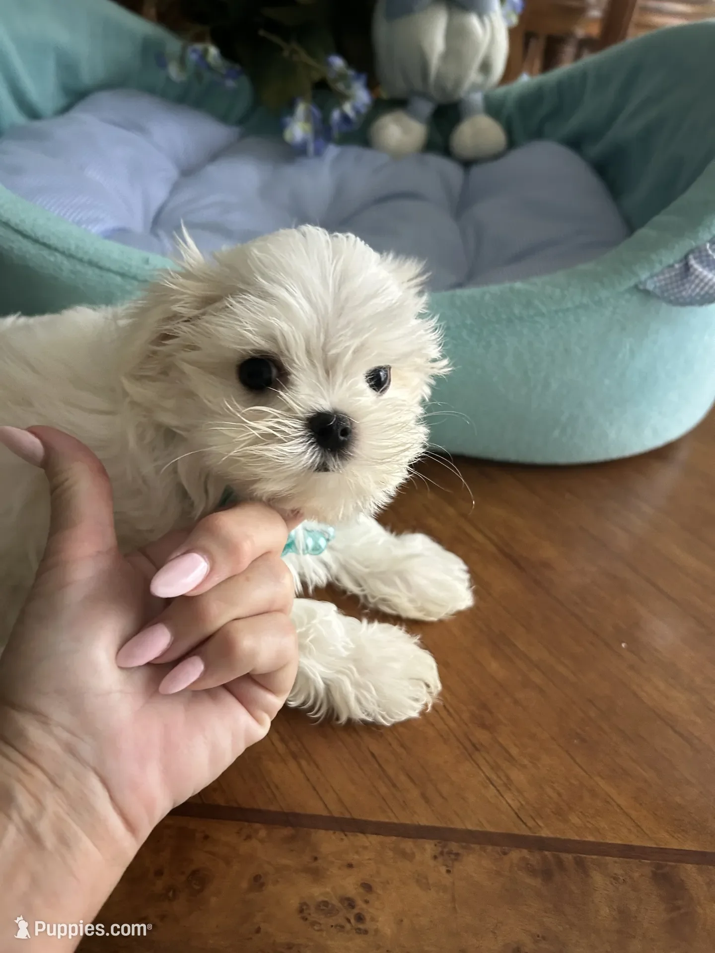 Maltese Puppy image 3