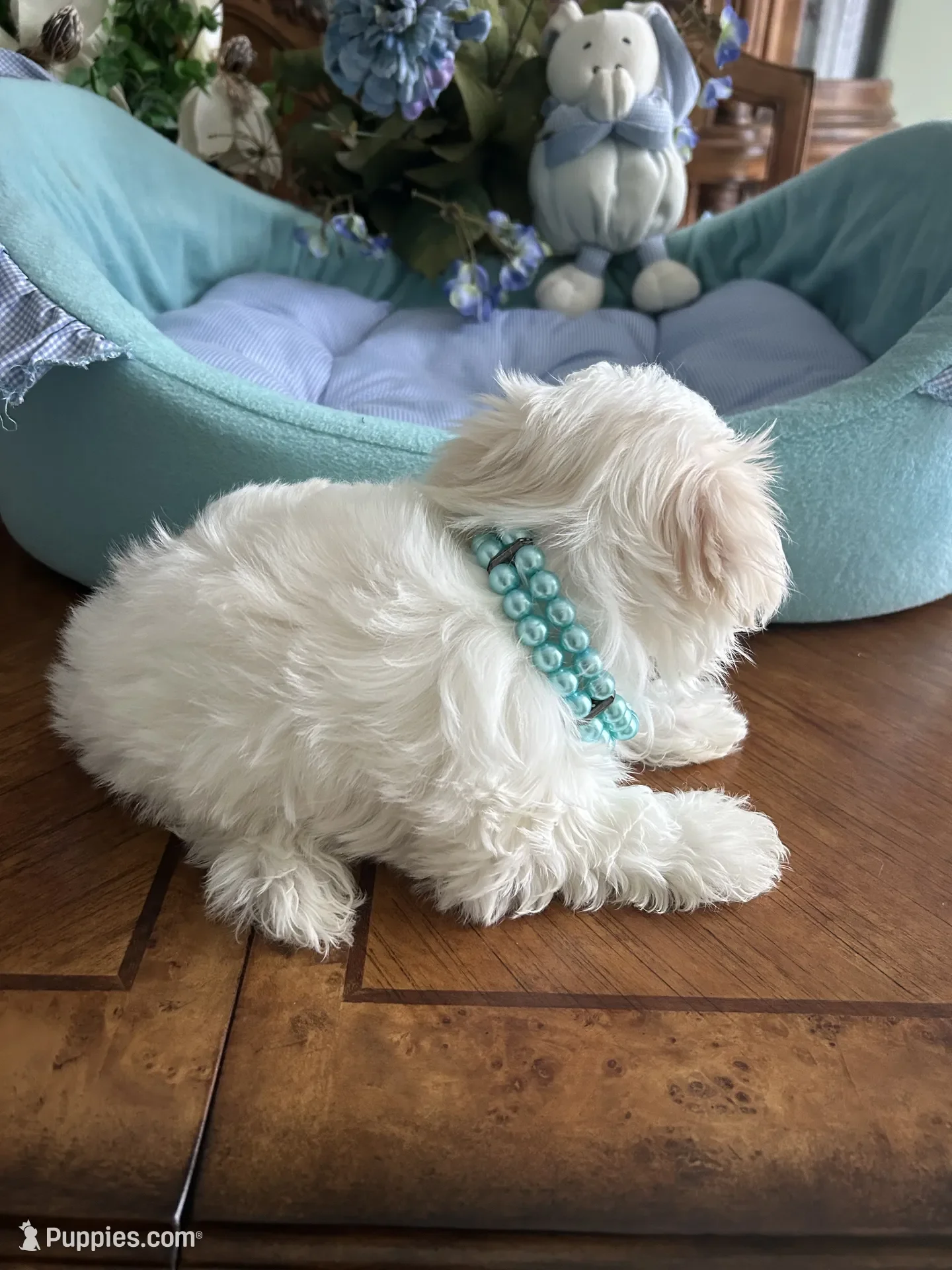 Maltese Puppy image 4