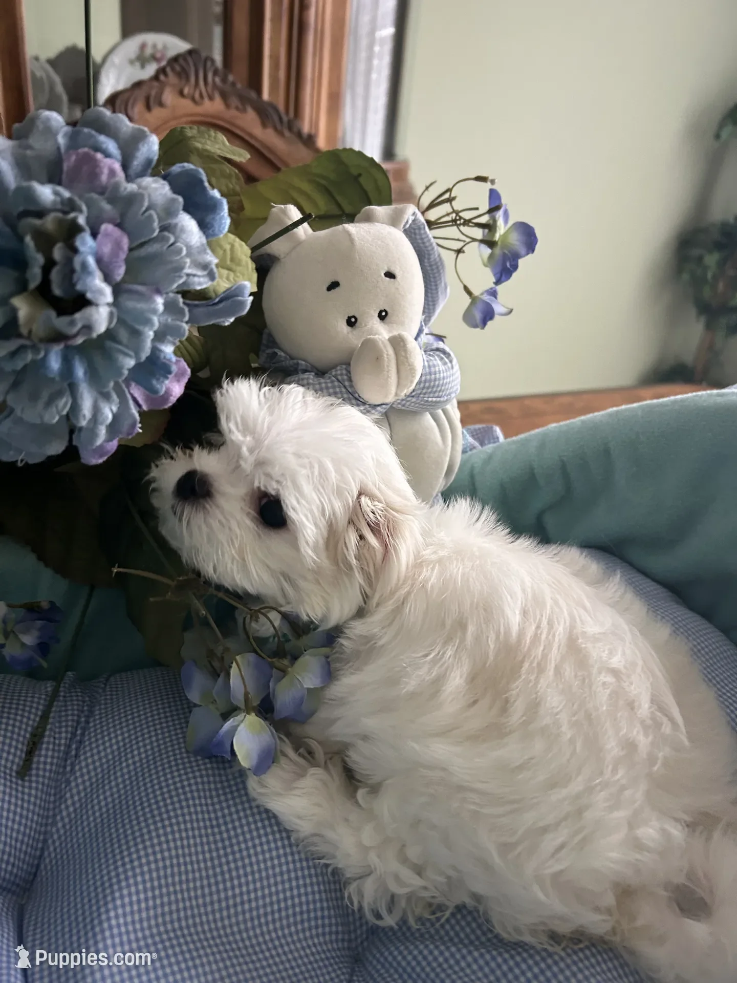 Maltese Puppy image 5