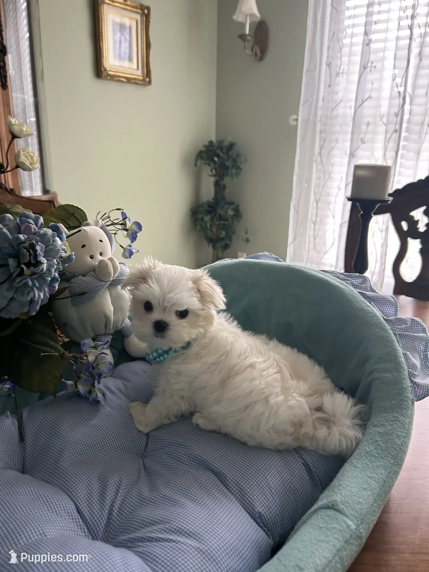 Maltese Puppy image 6