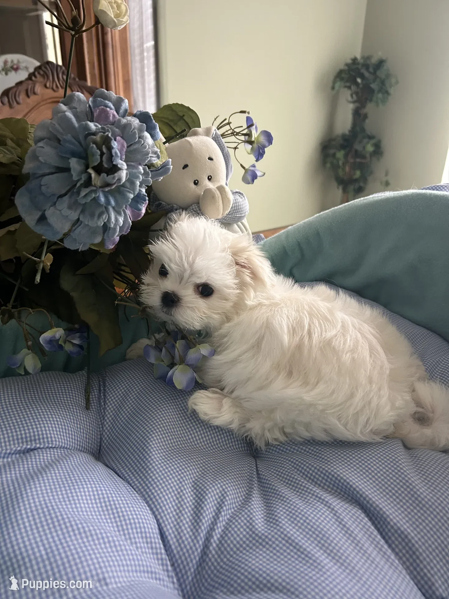 Maltese Puppy image 7
