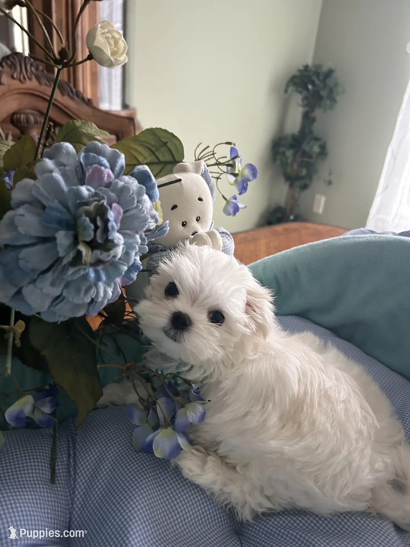 Maltese Puppy image 1