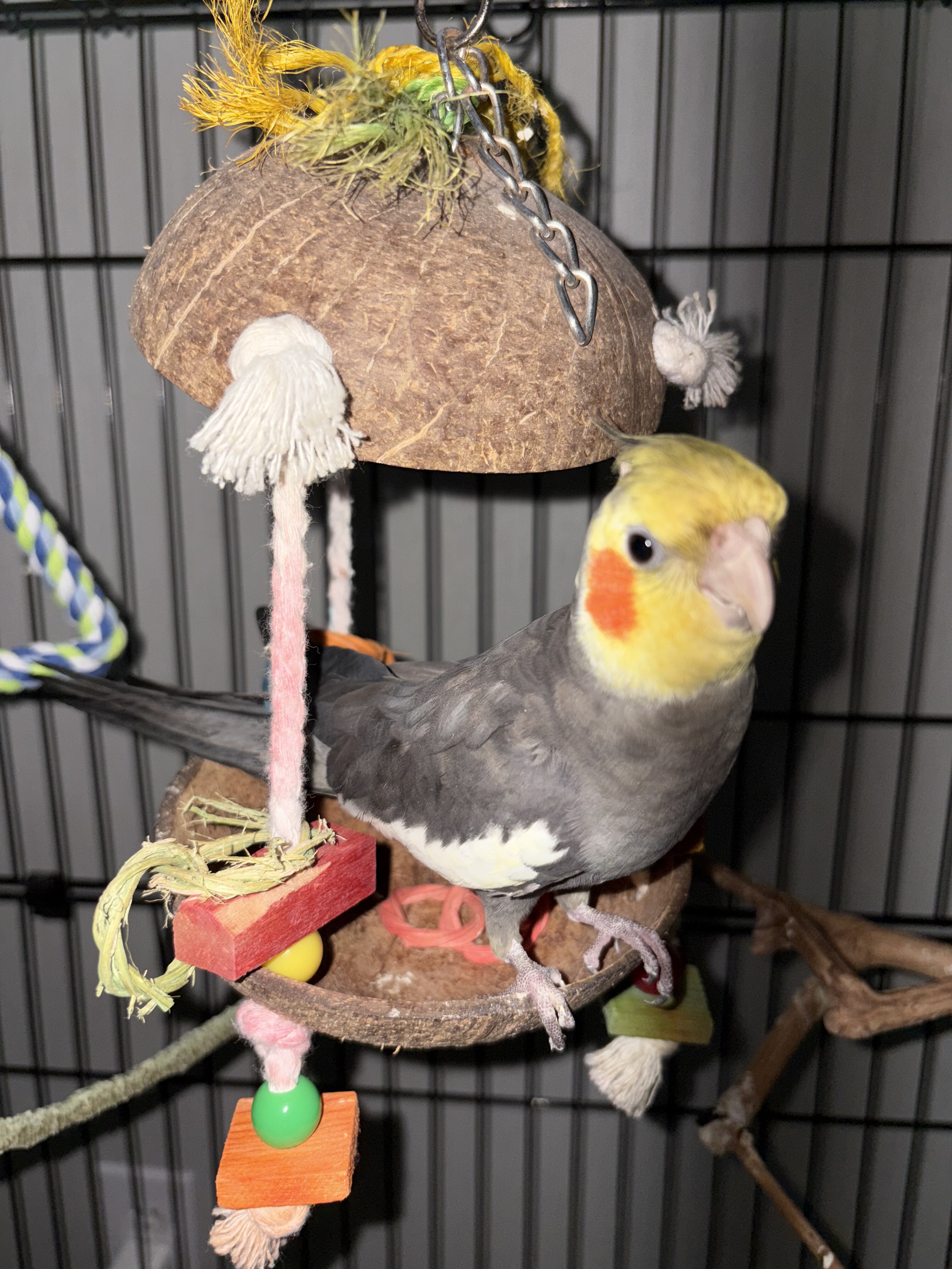 Cockatiel image 1