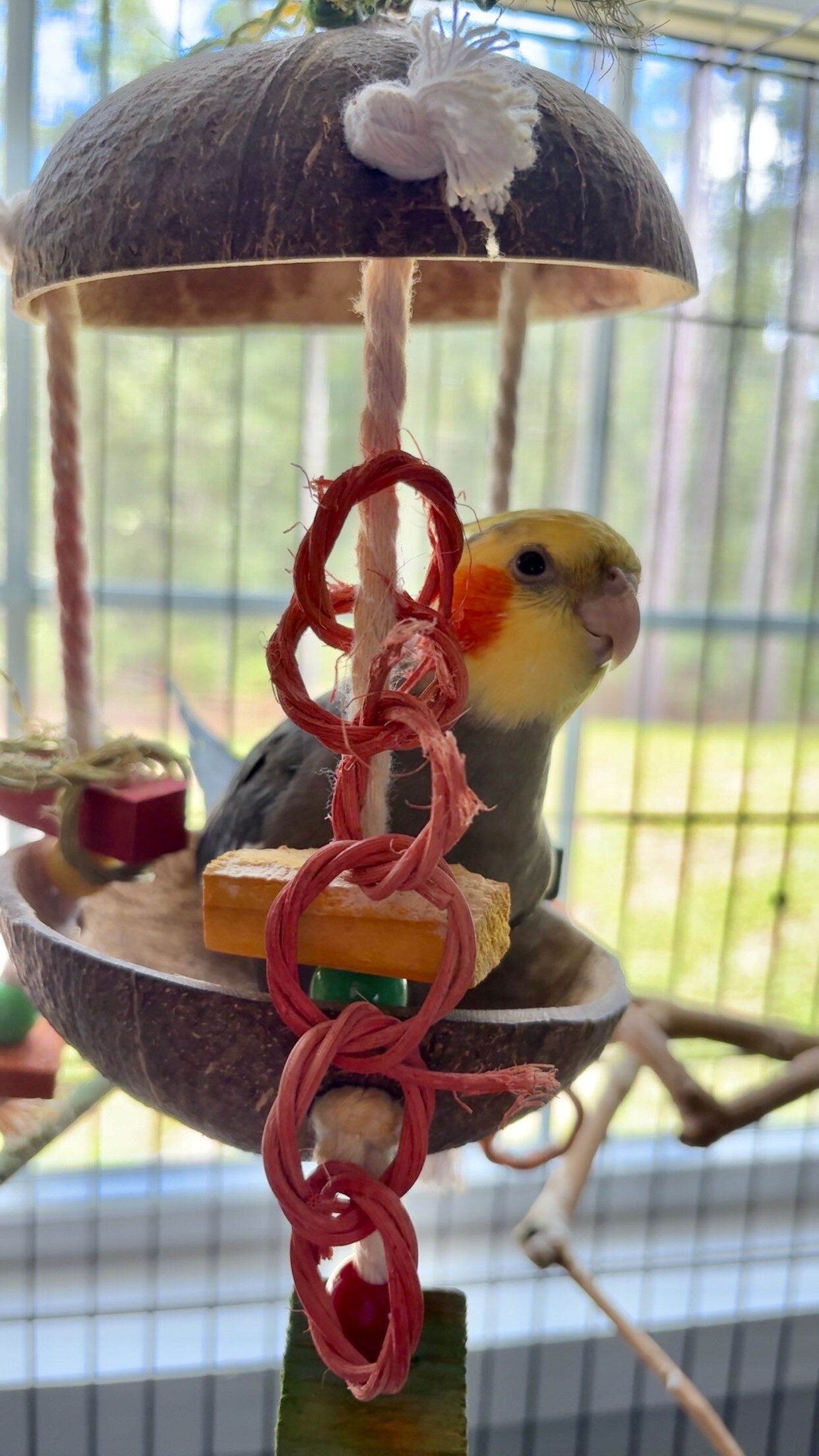 Cockatiel image 2