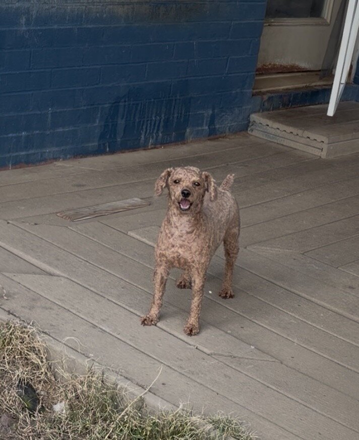 Toy poodle image 2