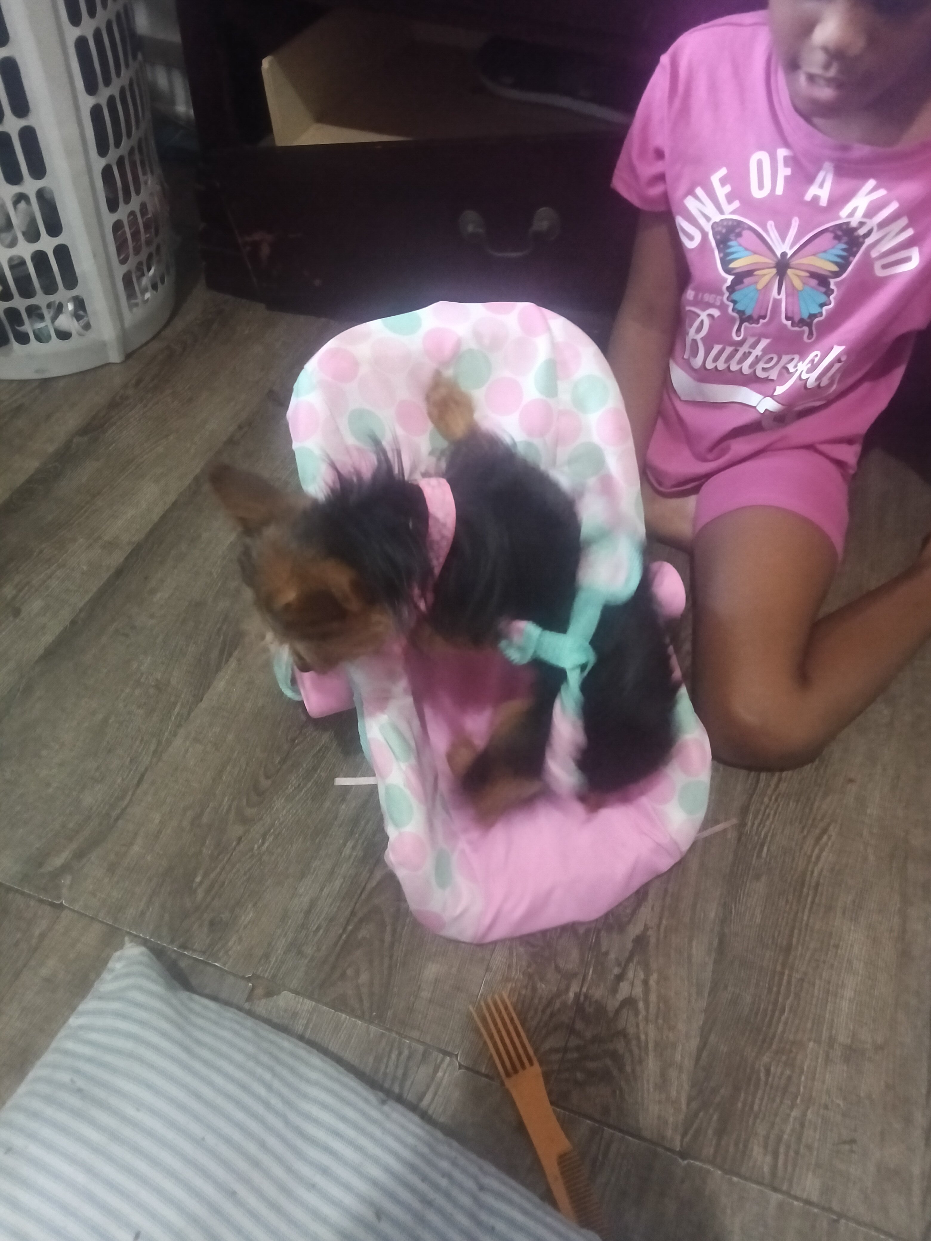 Yorkie puppy  830-366-5818 image 1