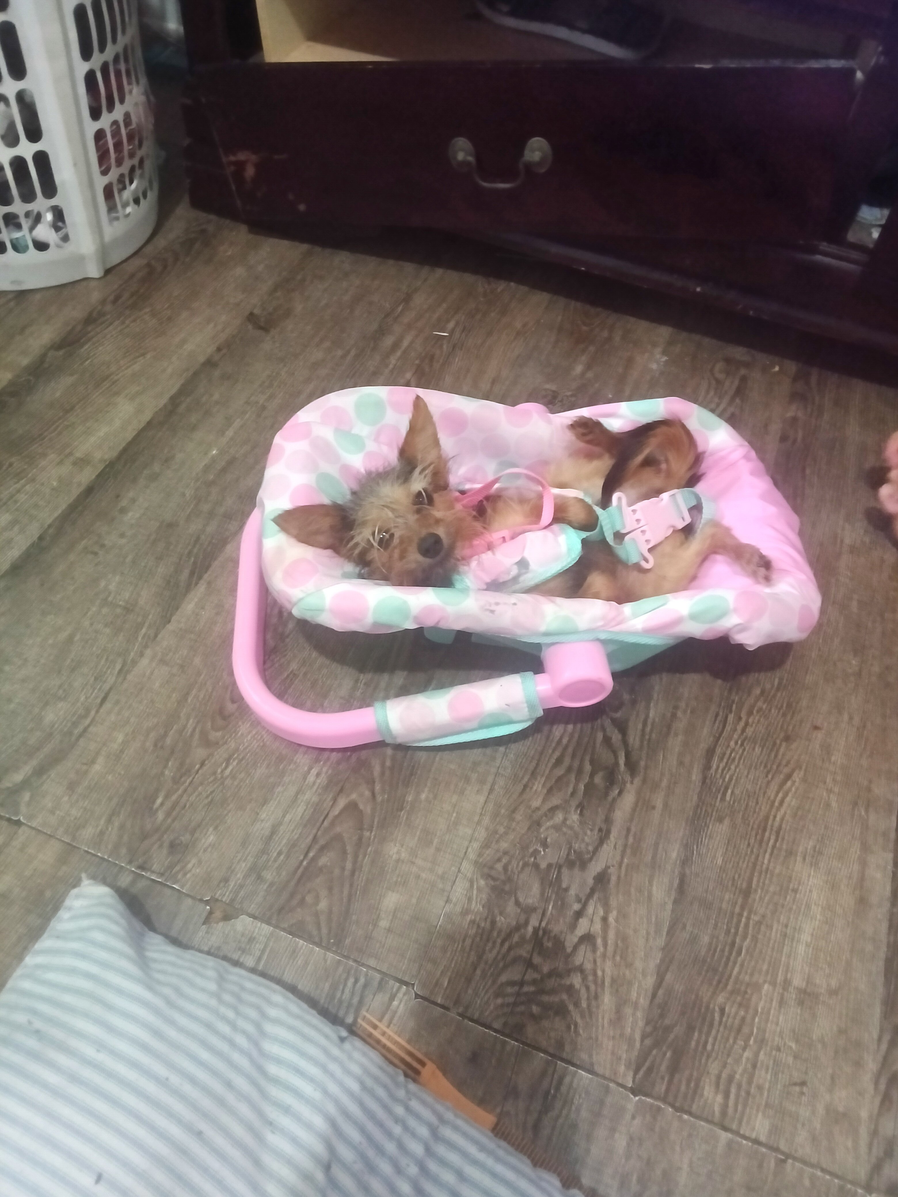 Yorkie puppy  830-366-5818 image 2