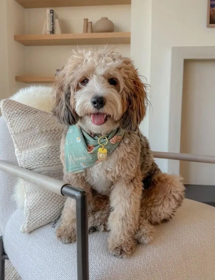 Mini Size Bernedoodle Dogs image 3