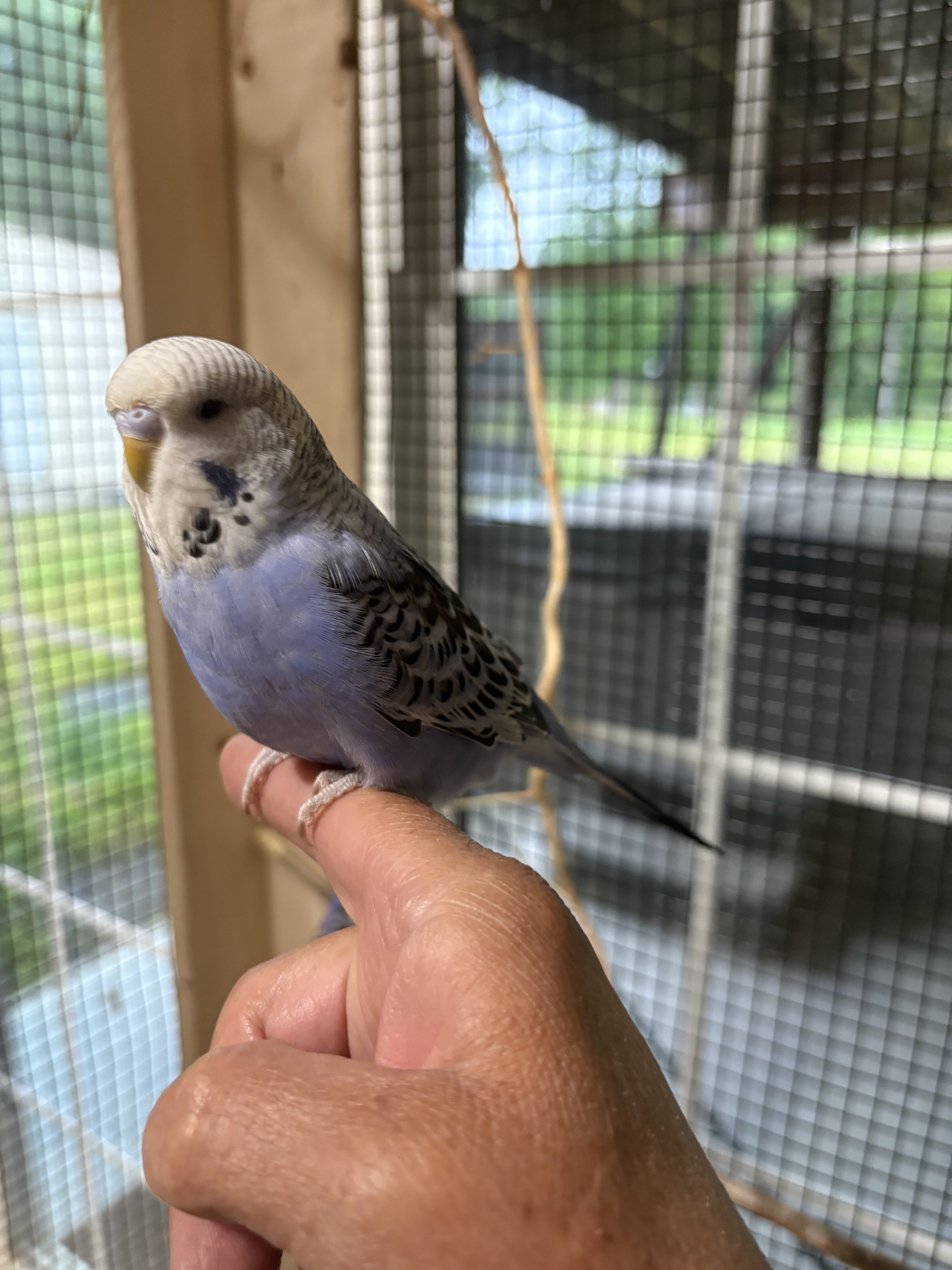 English Budgie Babies image 1
